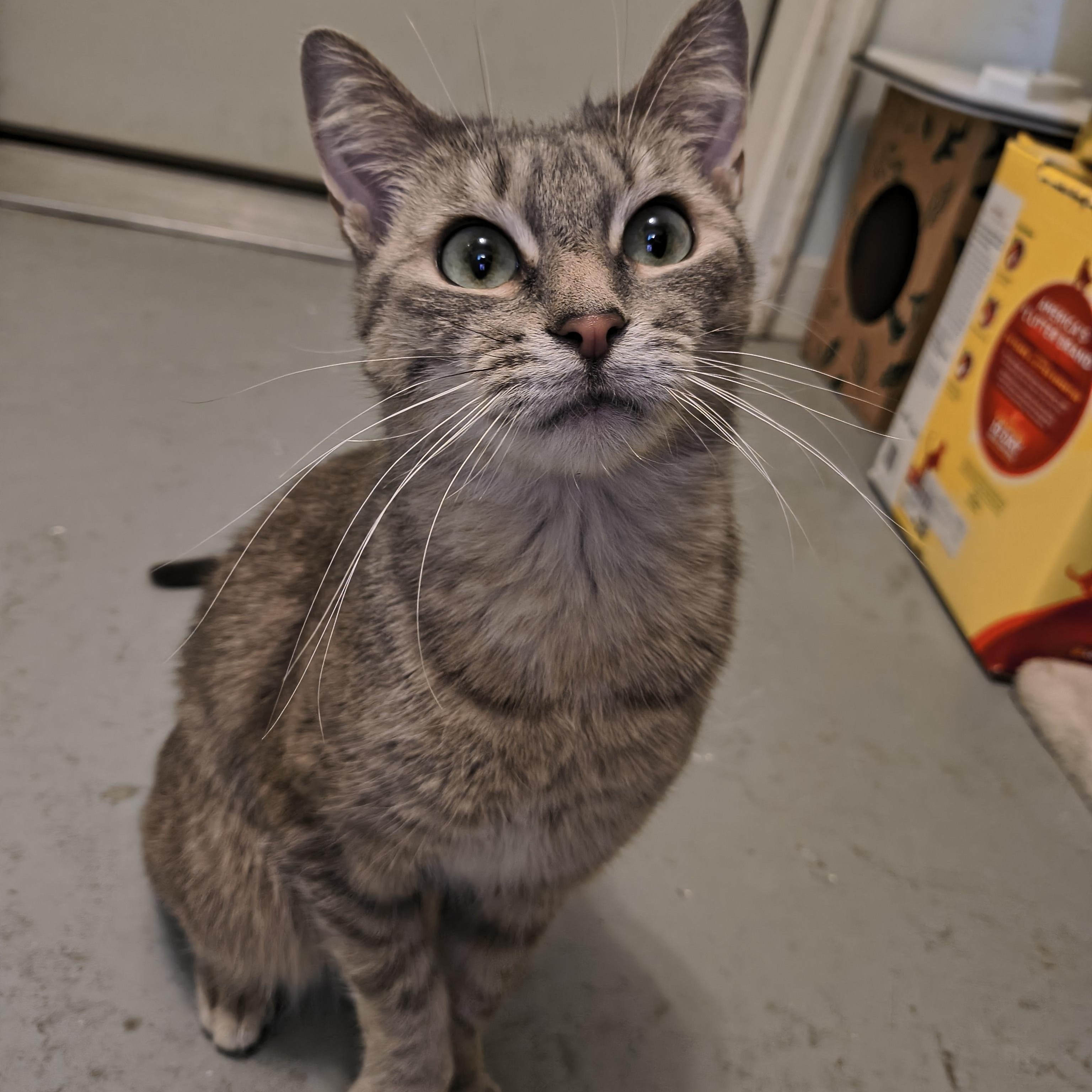 Rey, Adoptable, Adult Female Domestic Short Hair.