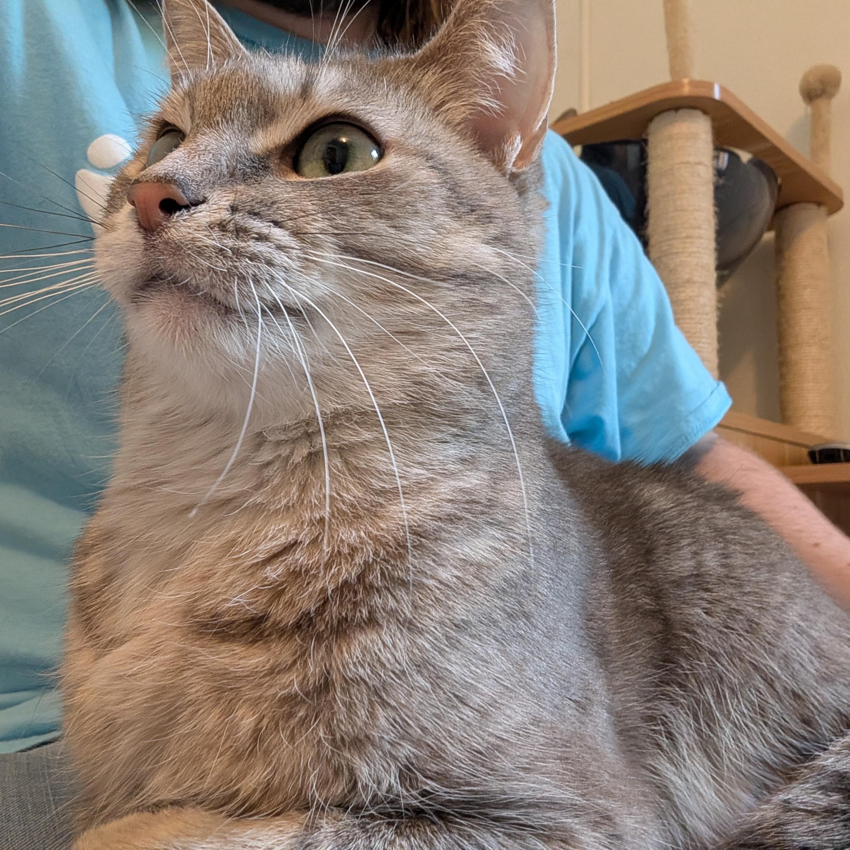 Rey, Adoptable, Adult Female Domestic Short Hair.