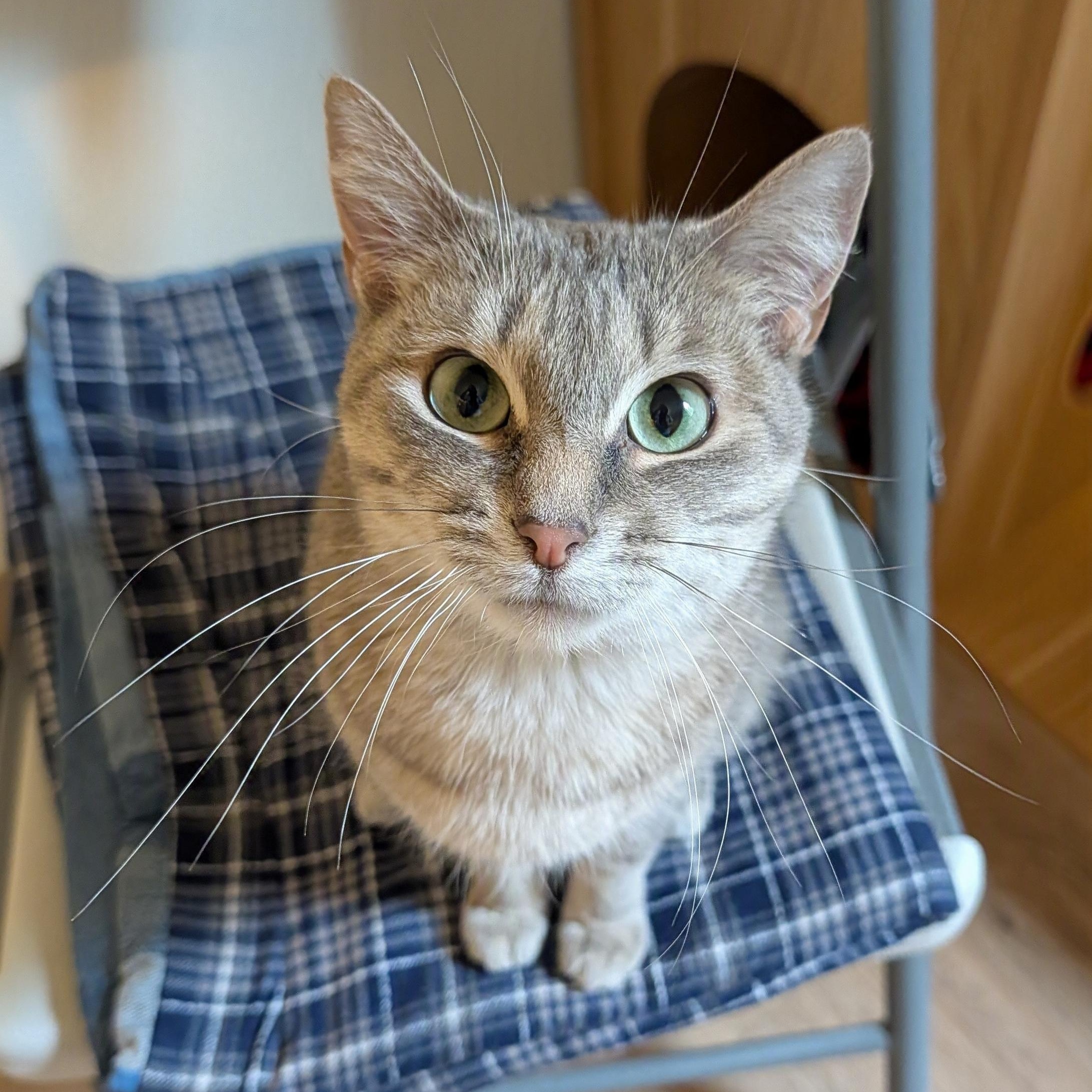 Rey, a Adoptable Domestic Short Hair in Manistique, MI image 2/4