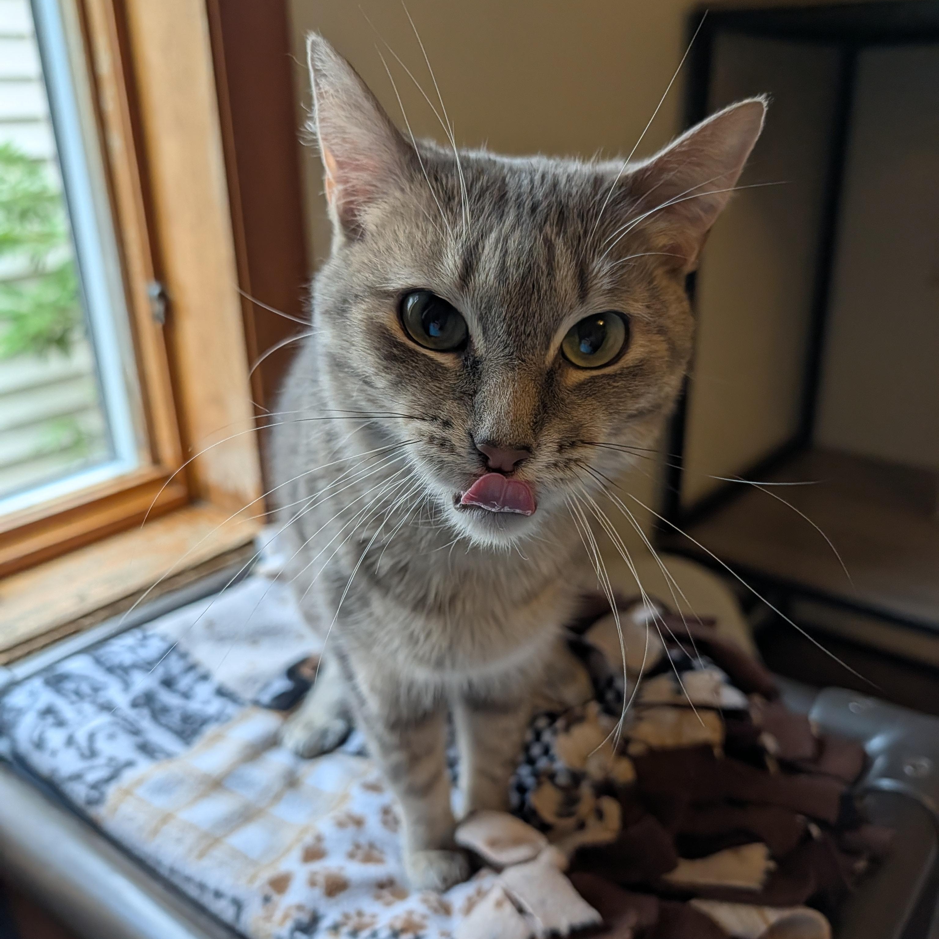 Rey, a Adoptable Domestic Short Hair in Manistique, MI image 3/4