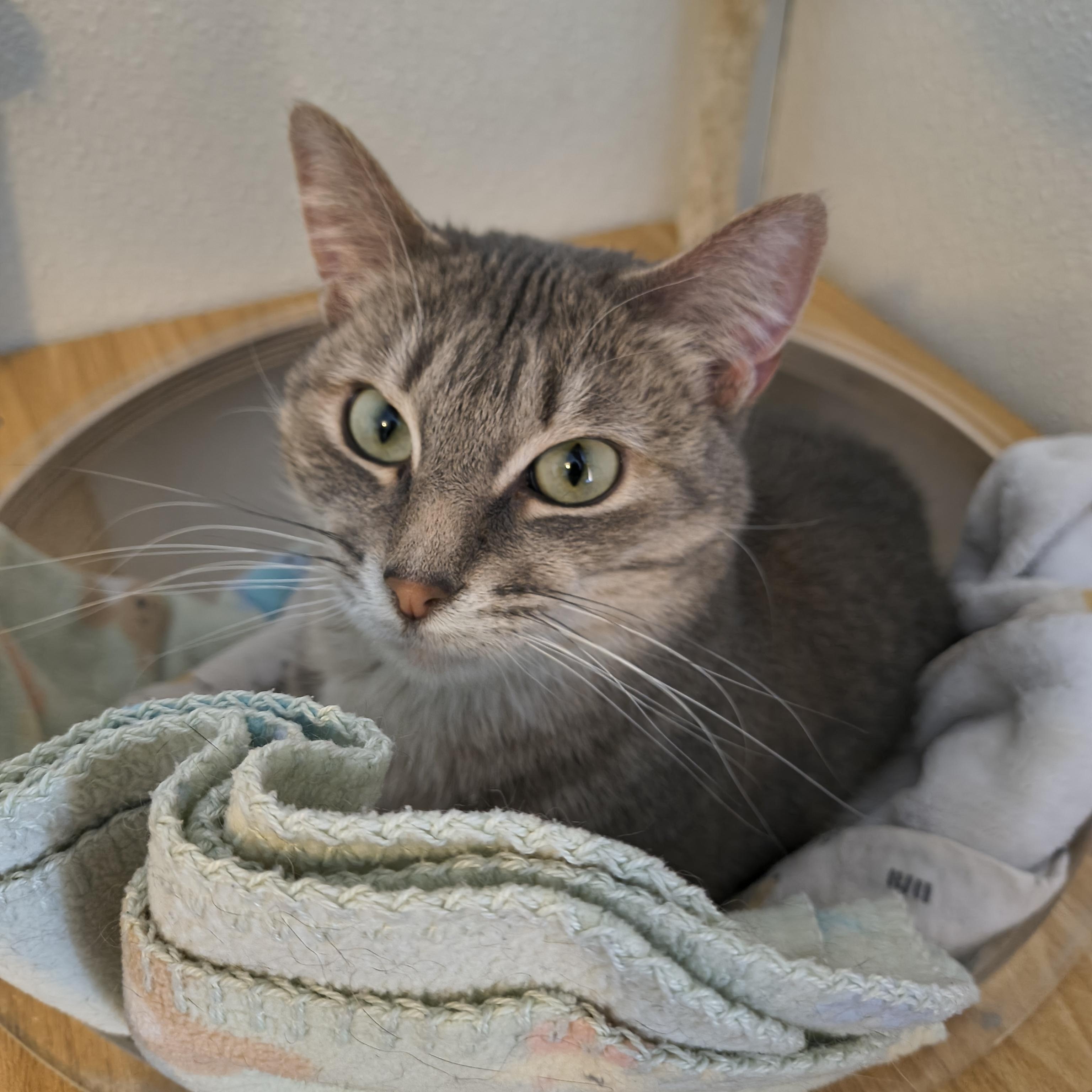 Enlarge Rey, a Adoptable Domestic Short Hair in Manistique, MI image 1/4