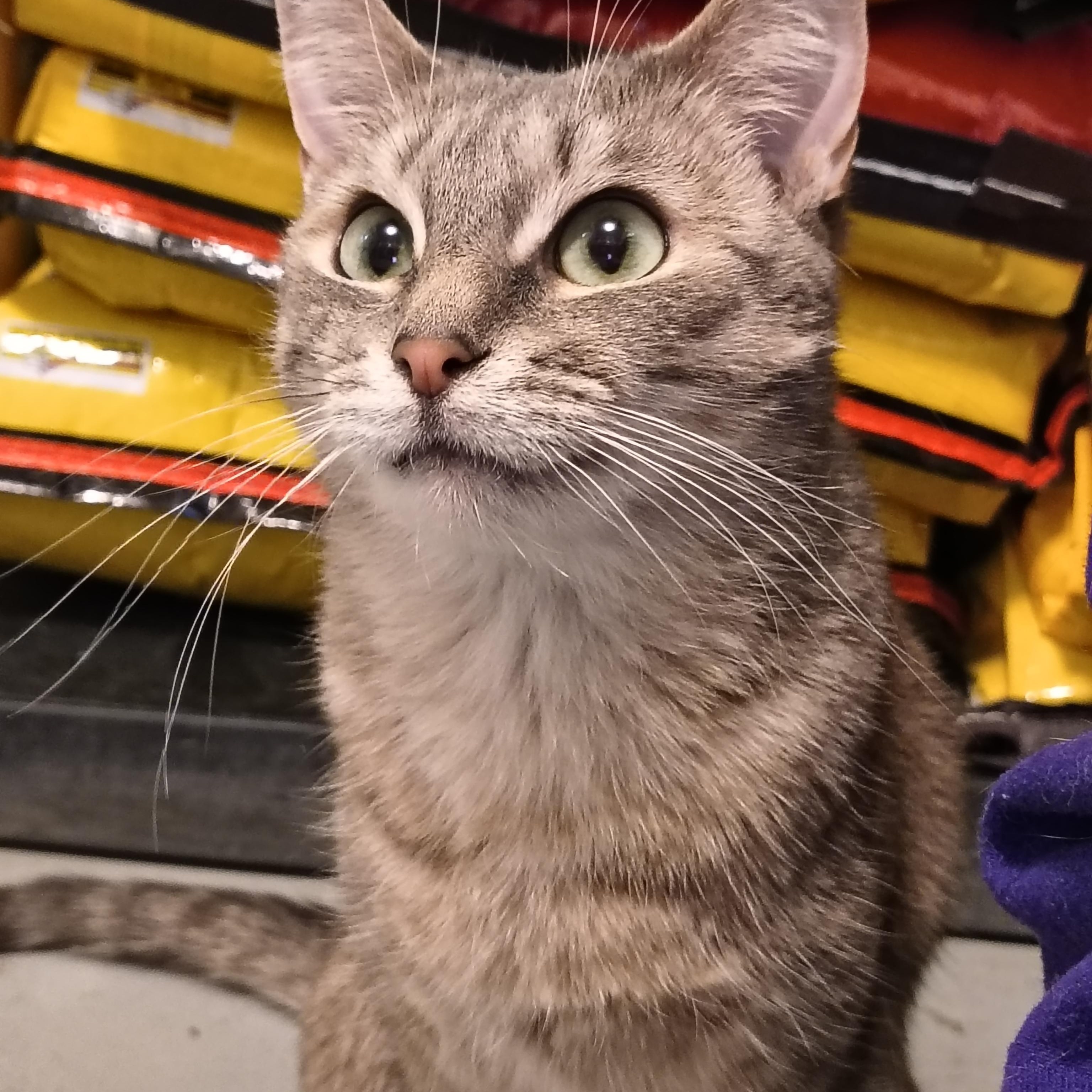 Enlarge Rey, a Adoptable Domestic Short Hair in Manistique, MI image 3/3