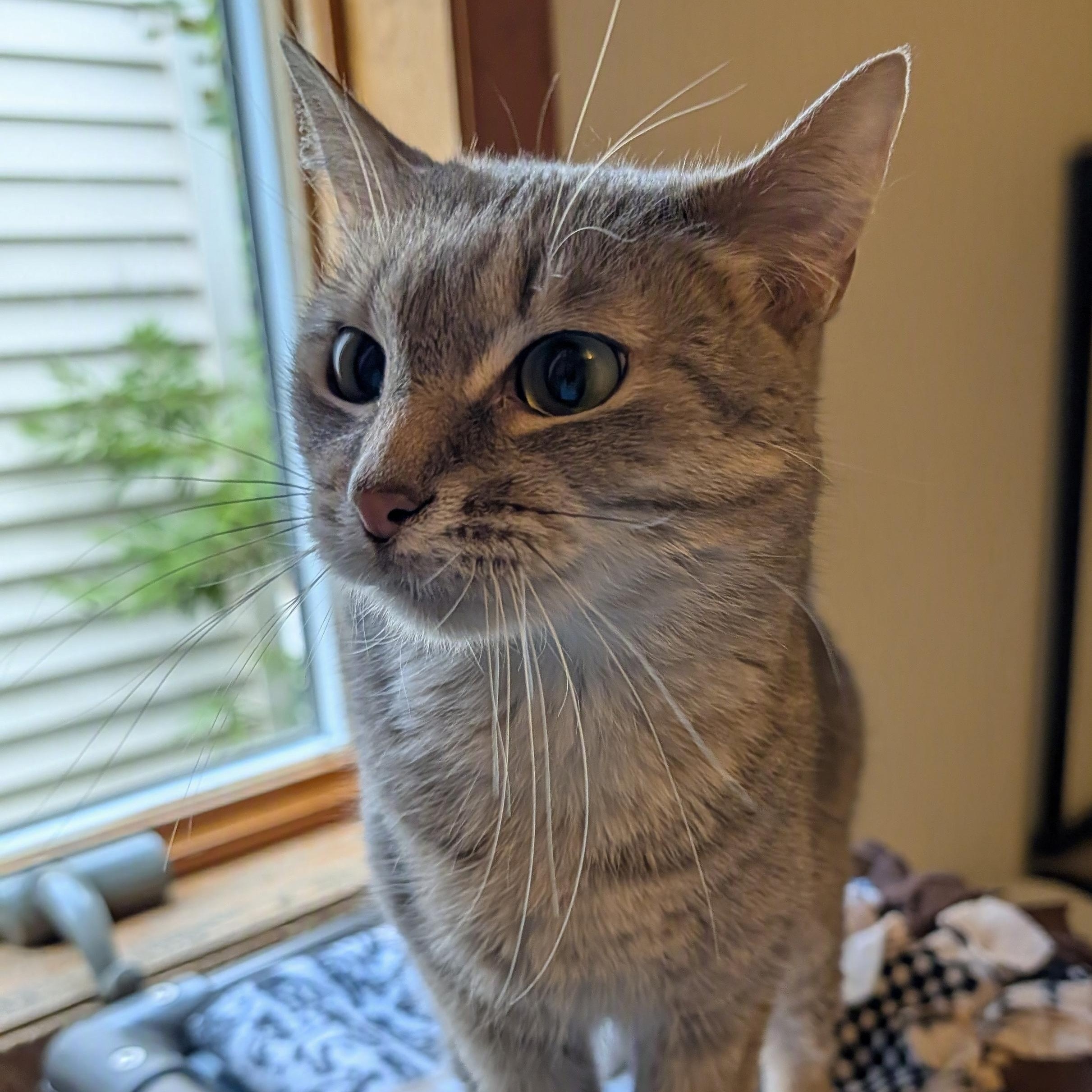 Rey, a Adoptable Domestic Short Hair in Manistique, MI image 4/4