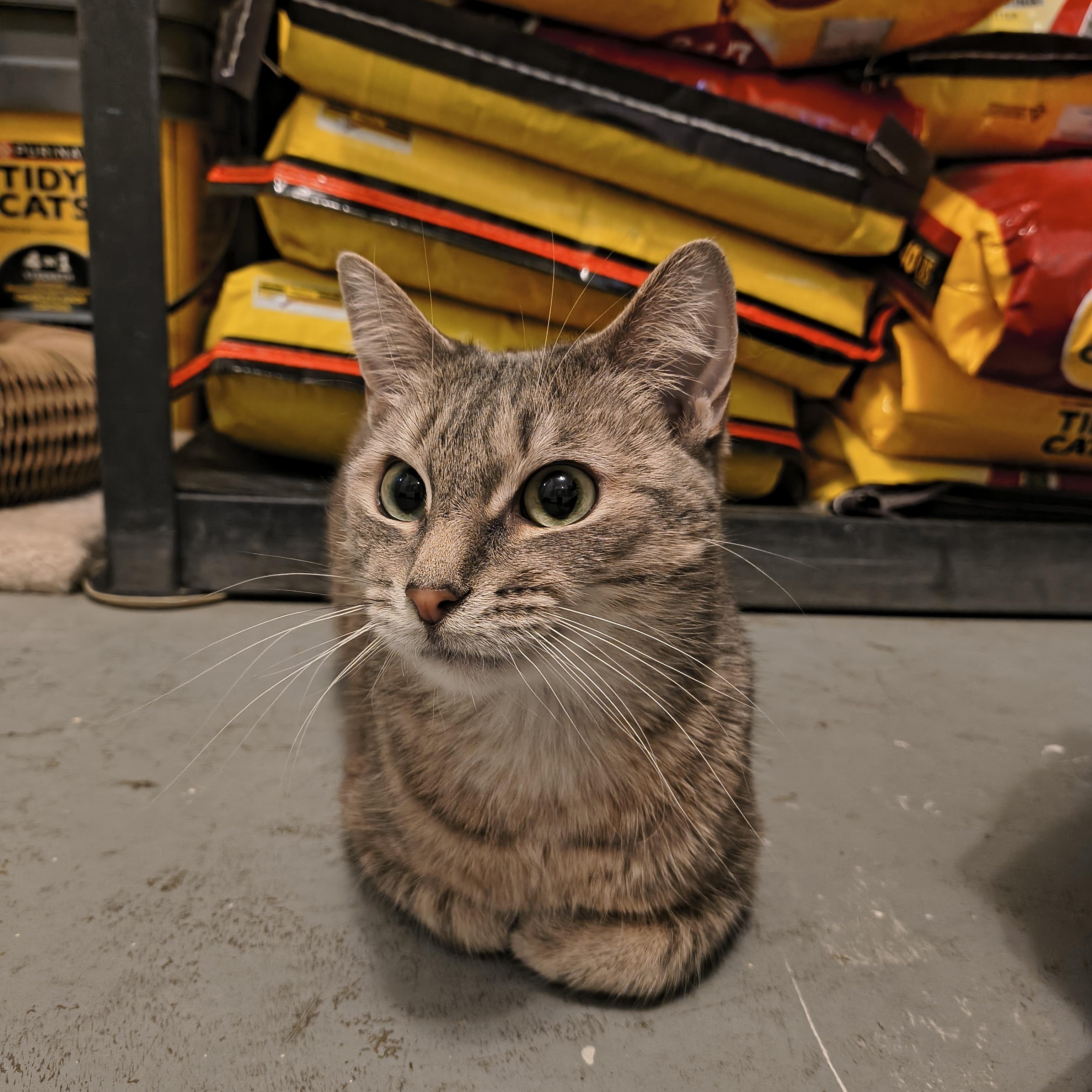 Enlarge Rey, a Adoptable Domestic Short Hair in Manistique, MI image 2/3