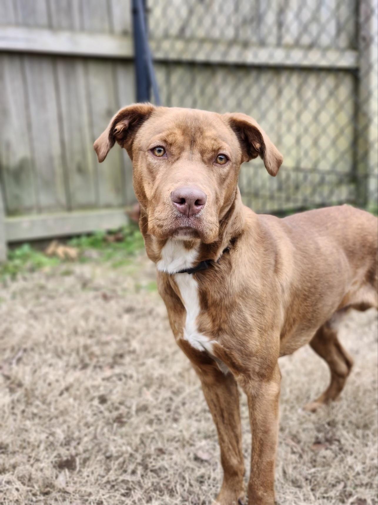 Enlarge Rusty, a ADOPTABLE mixed breed in Charlotte, NC image 1/5