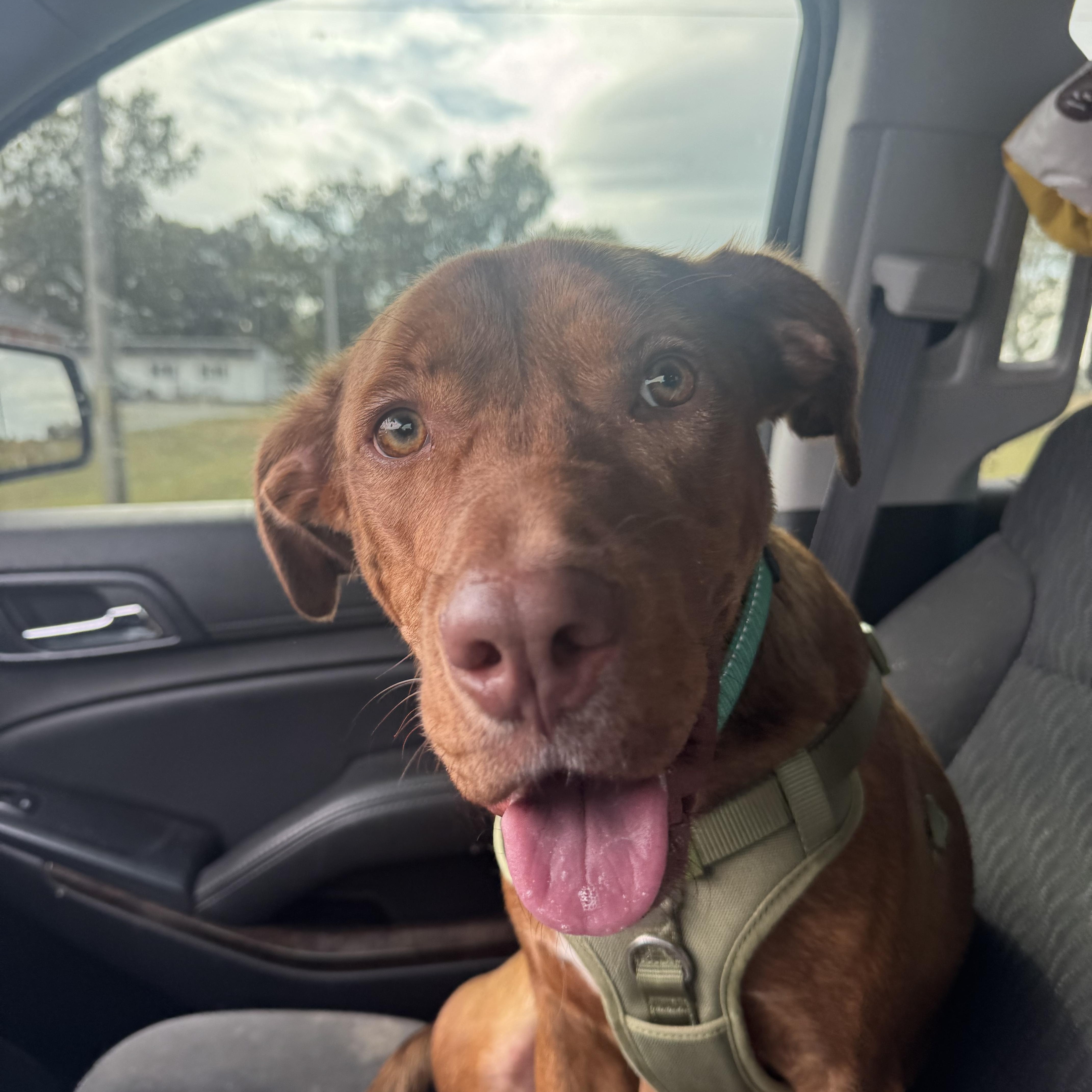 Enlarge Rusty, a ADOPTABLE mixed breed in Charlotte, NC image 3/5