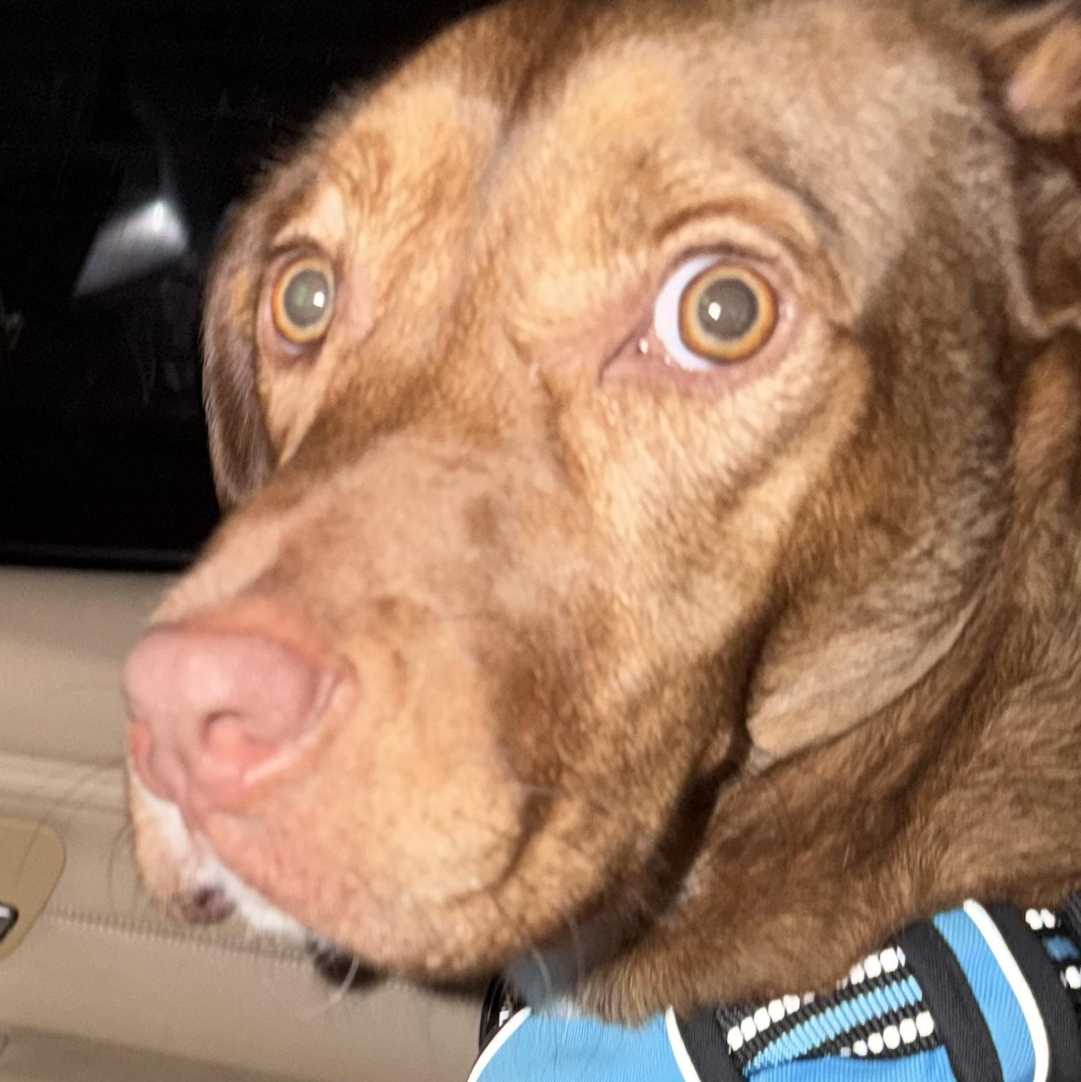 Enlarge Rusty, a ADOPTABLE mixed breed in Charlotte, NC image 5/5