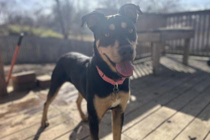 Trinity, Adoptable, Adult Female Rottweiler & Mixed Breed.