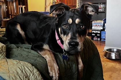 Enlarge Trinity, a Adoptable mixed breed in Kansas City, MO image 2/3