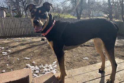 Enlarge Trinity, a Adoptable mixed breed in Kansas City, MO image 3/3