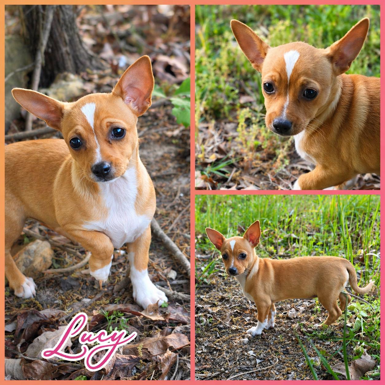 Enlarge Lucy, an adopted mixed breed in Blacksburg, SC image 1/1