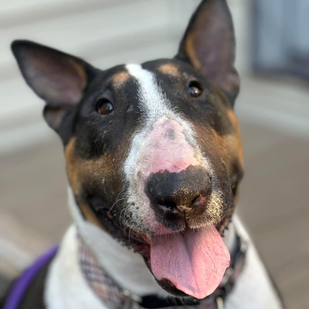Enlarge Gertie, a Adopted Bull Terrier in Glenwood, AR image 3/5