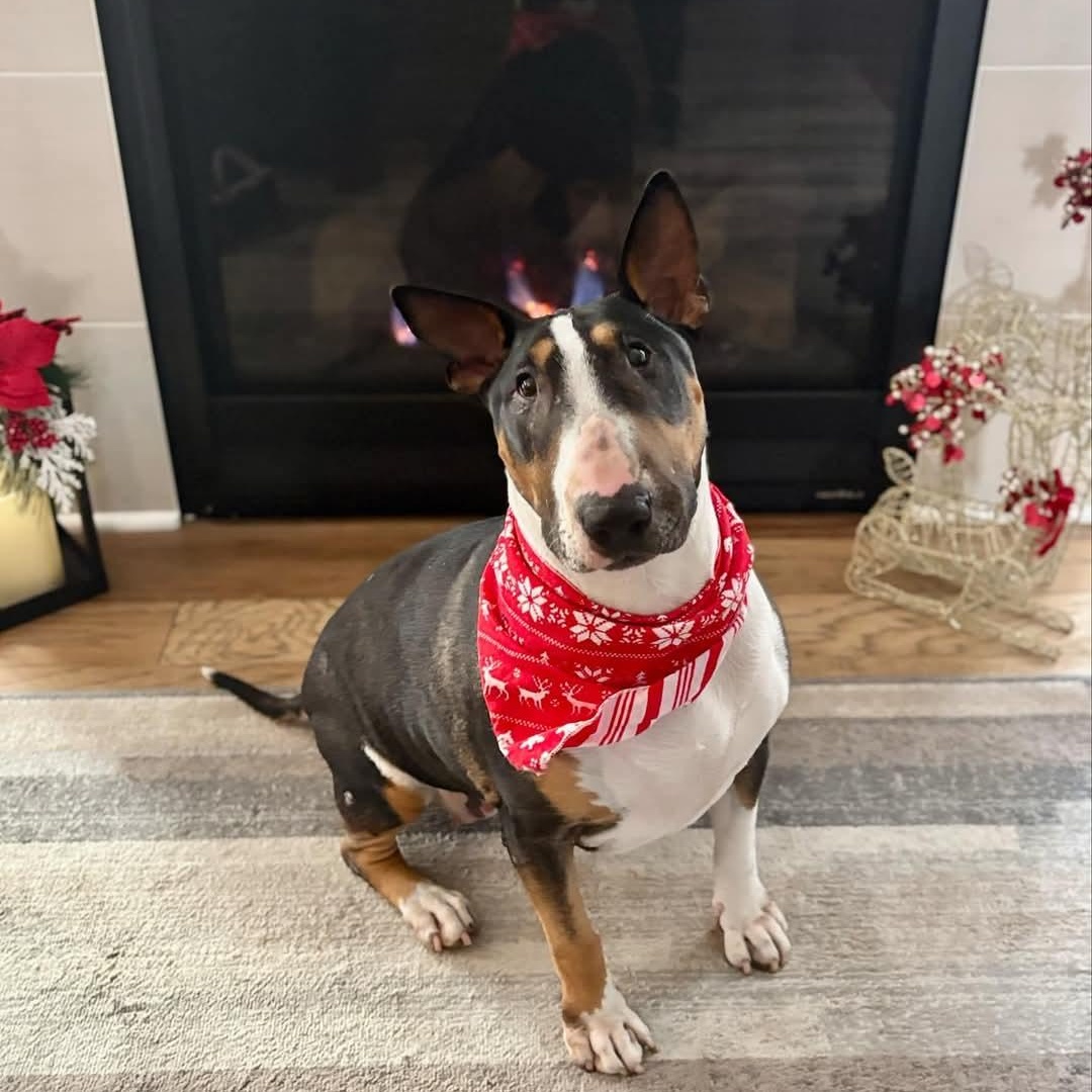 Enlarge Gertie, a Adopted Bull Terrier in Glenwood, AR image 1/5