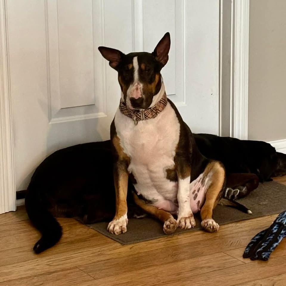 Enlarge Gertie, a Adopted Bull Terrier in Glenwood, AR image 4/5