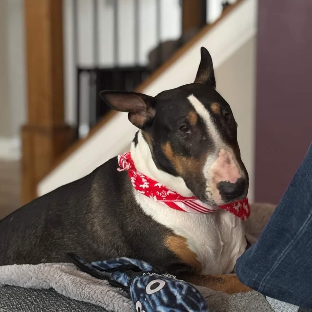 Enlarge Gertie, a Adopted Bull Terrier in Glenwood, AR image 5/5