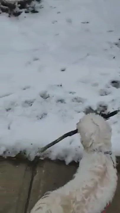 Enlarge Max, a Adopted mixed breed in King City, ON video 1/6