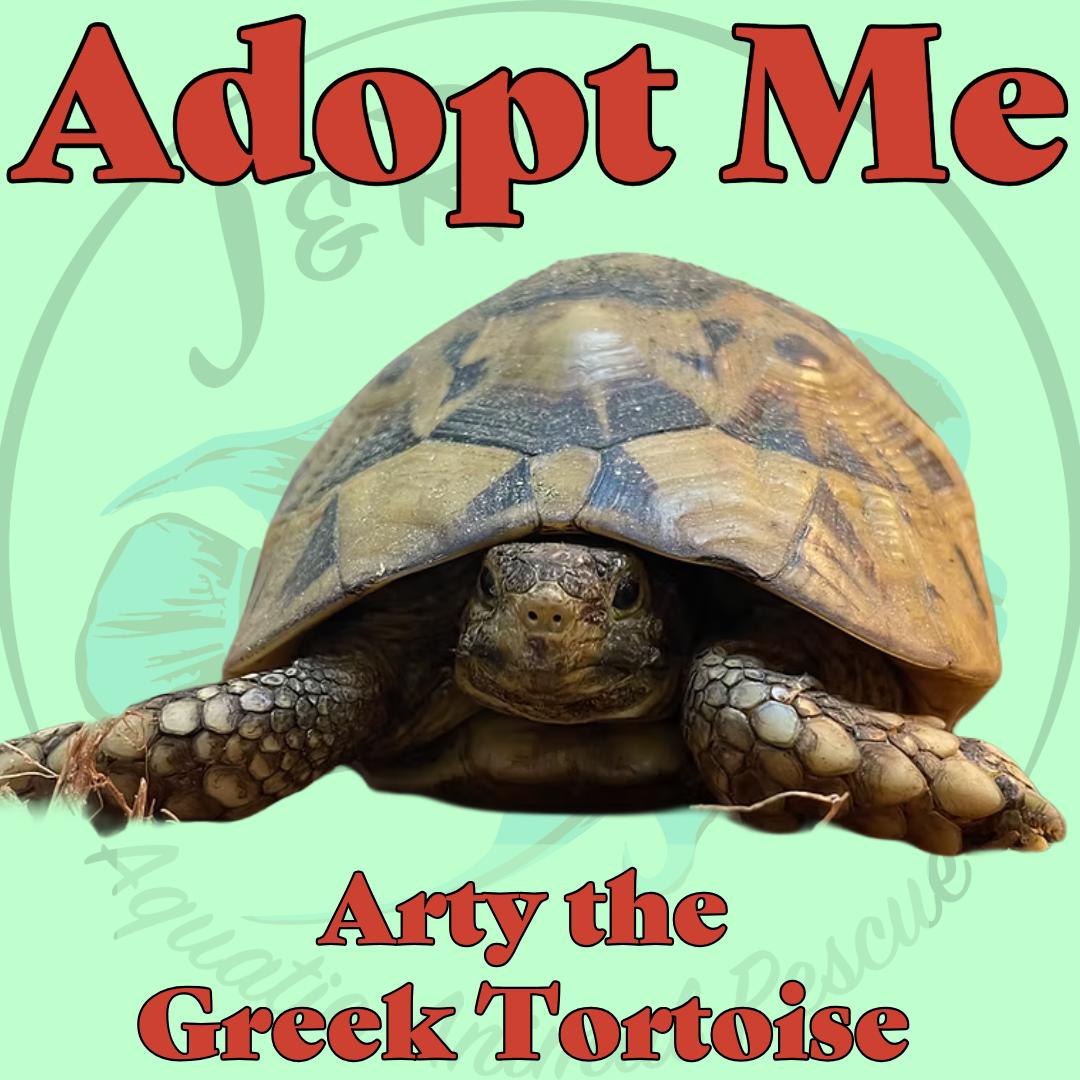 Enlarge Arty the Greek Tortoise, a Adoptable Tortoise in Neenah, WI image 1/1