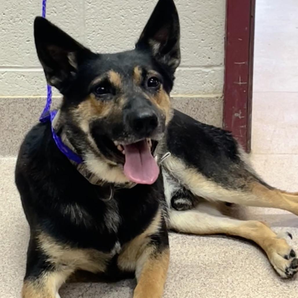 Junior, Adoptable, Adult Male Shepherd & Australian Cattle Dog / Blue Heeler.