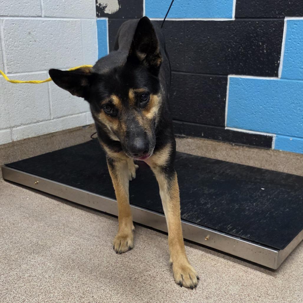 Enlarge Junior, a Adoptable mixed breed in Ardmore, OK image 2/2