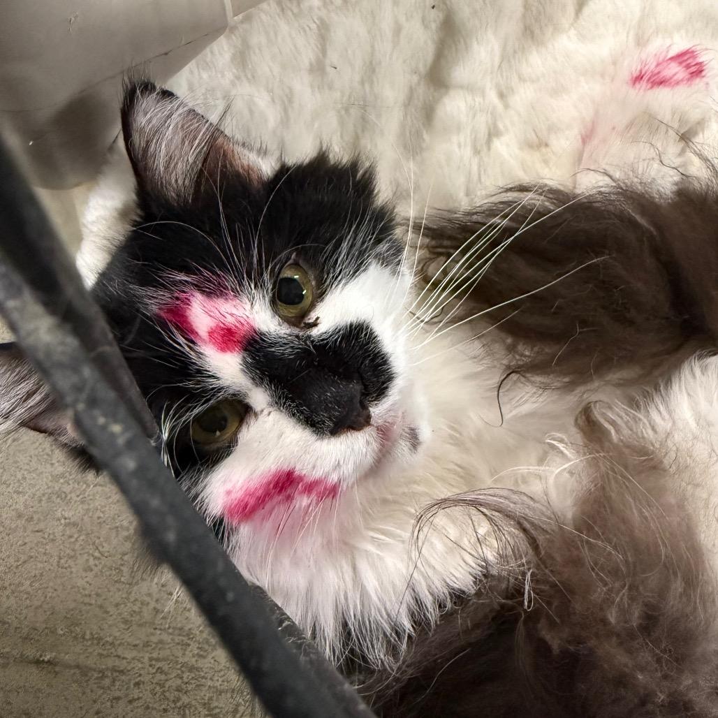 Enlarge Zig Zag, a Adoptable Domestic Medium Hair in Spanish Fork, UT image 1/3