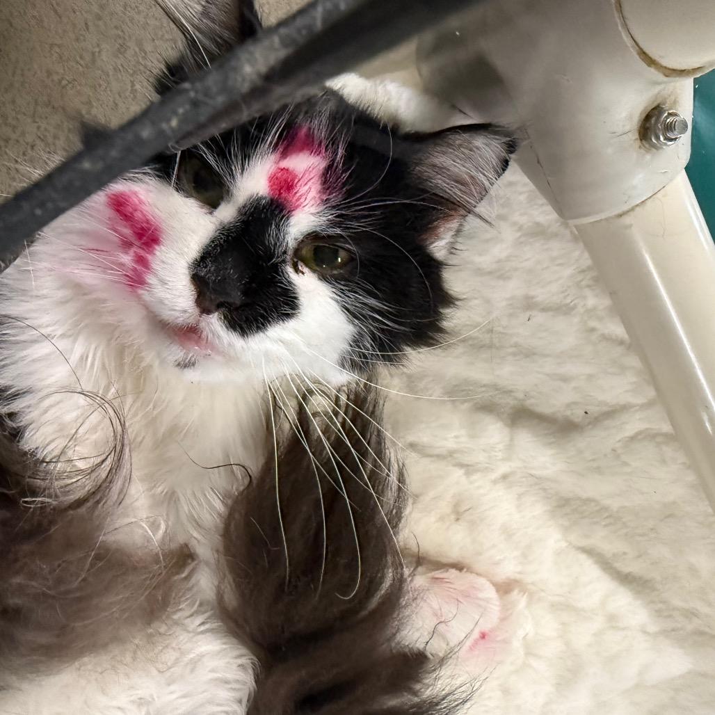 Enlarge Zig Zag, a Adoptable Domestic Medium Hair in Spanish Fork, UT image 2/3