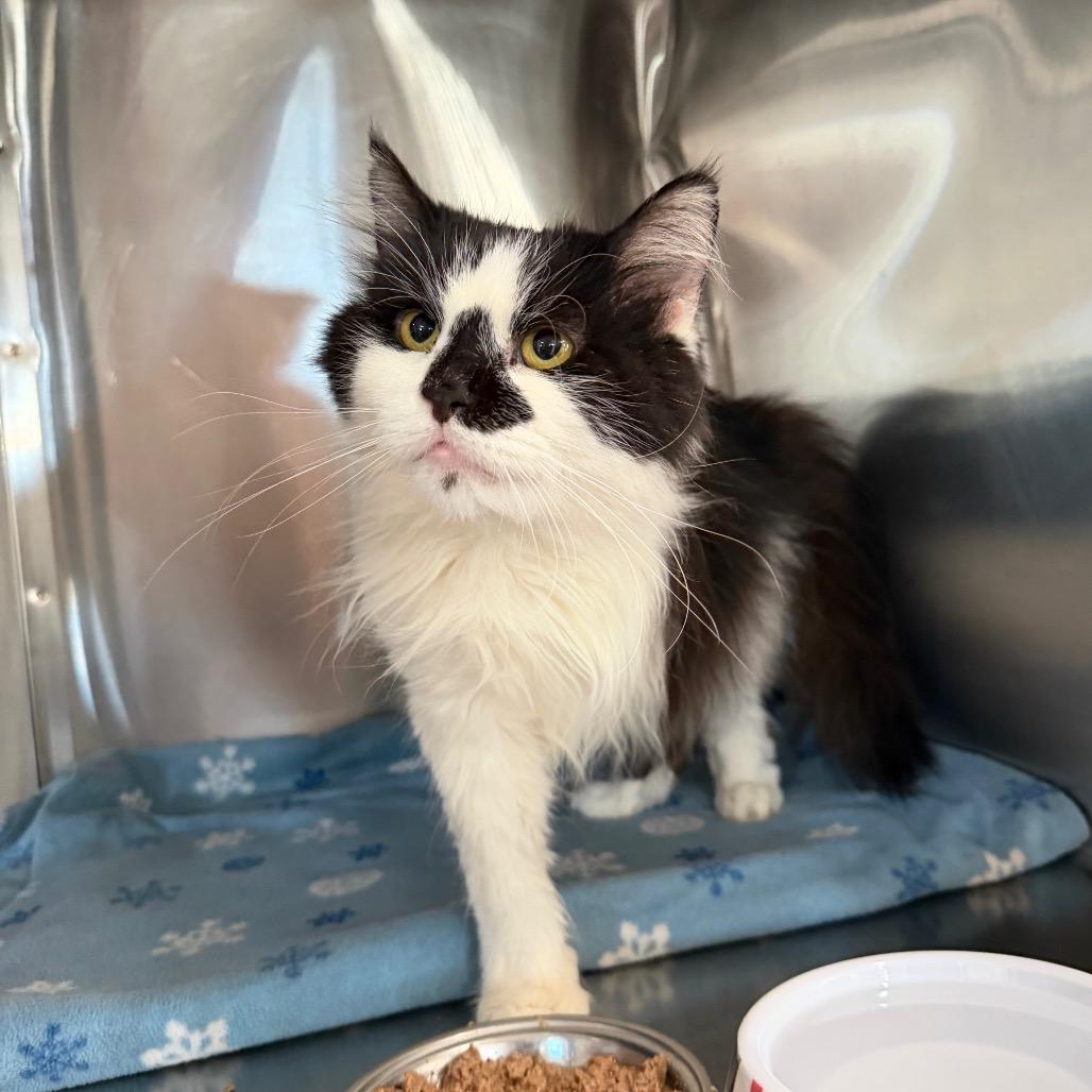 Enlarge Zig Zag, a Adoptable Domestic Medium Hair in Spanish Fork, UT image 3/3