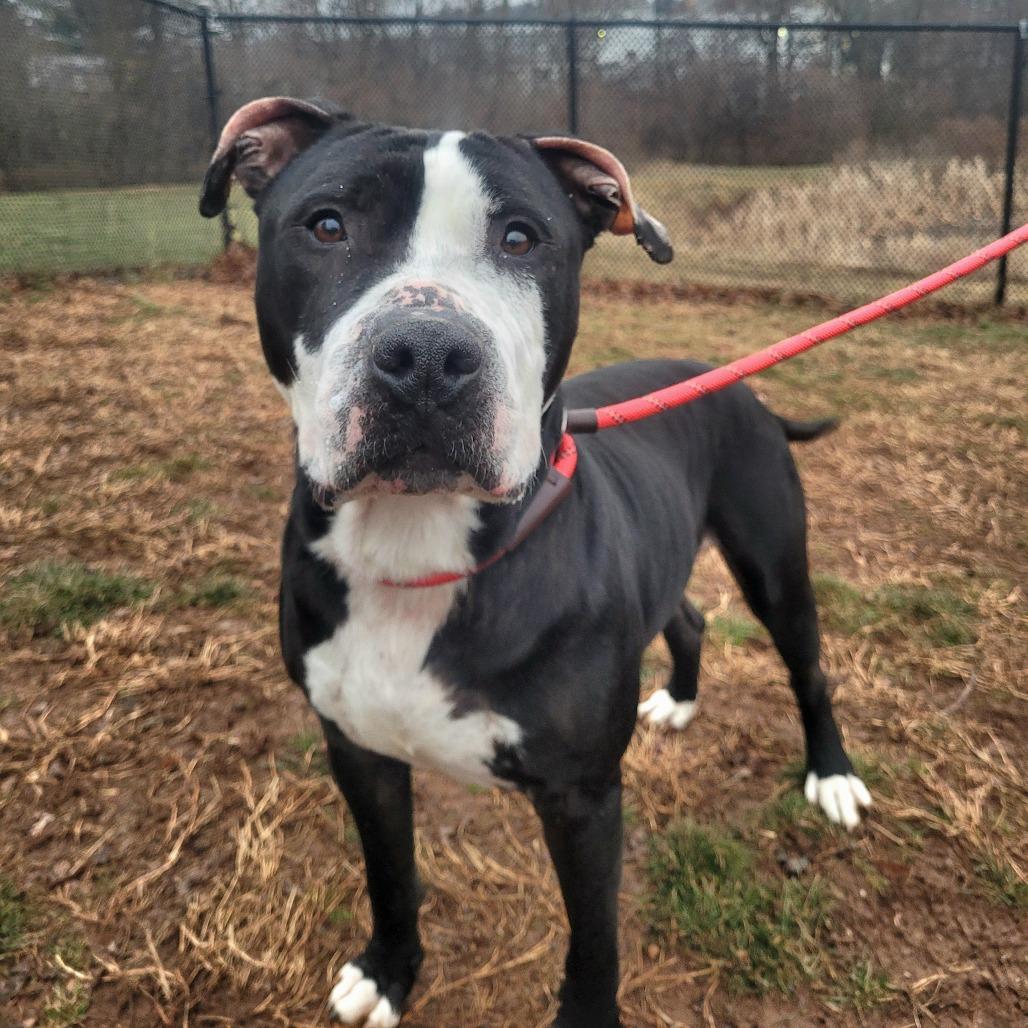 Cashew, Adoptable, Adult Male Pit Bull Terrier.