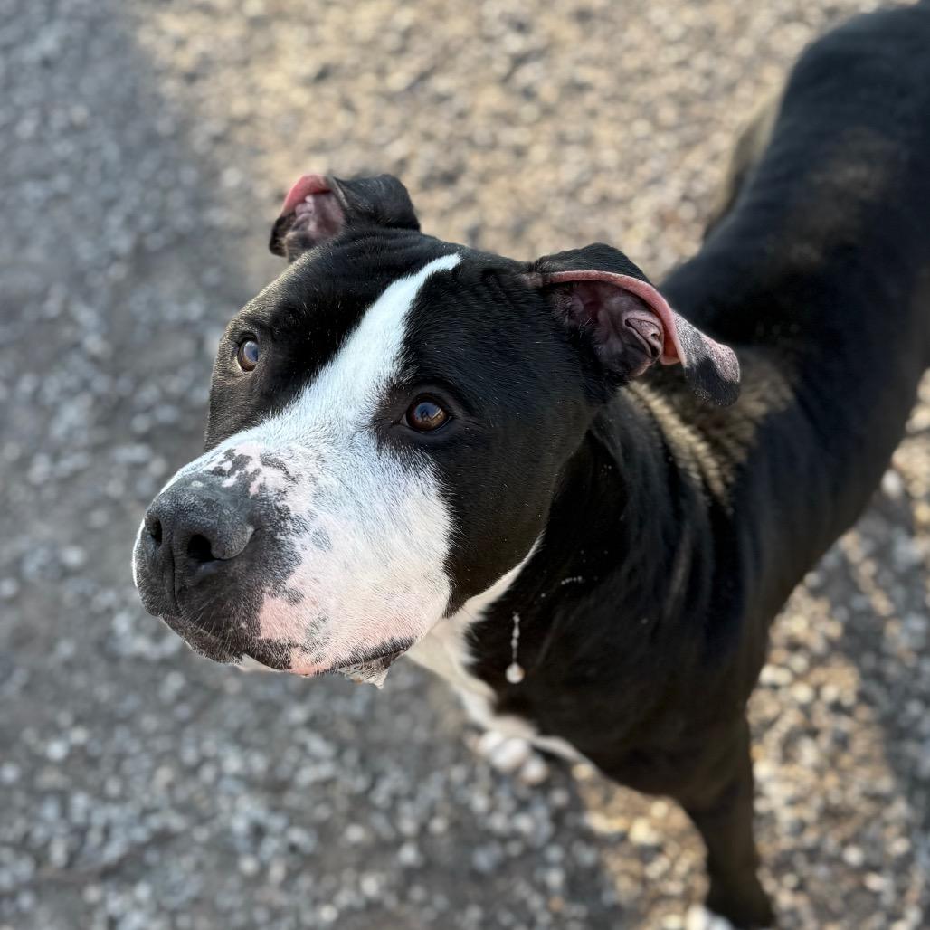Enlarge Cashew, a Adoptable Pit Bull Terrier in York, PA image 2/6