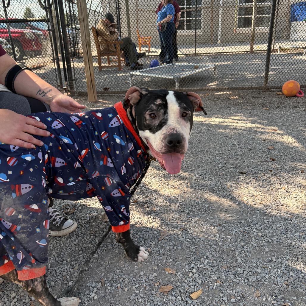 Enlarge Cashew, a Adoptable Pit Bull Terrier in York, PA image 3/6