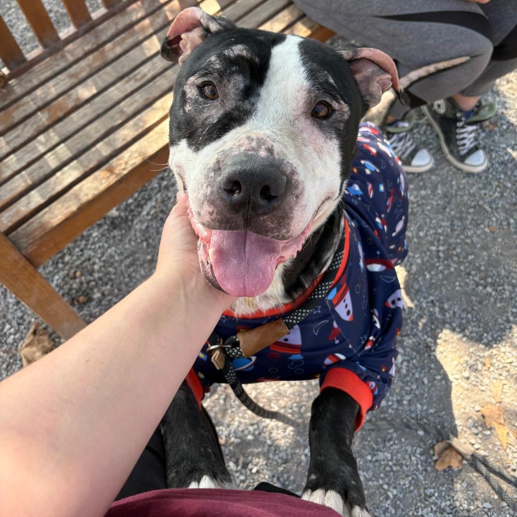 Enlarge Cashew, a Adoptable Pit Bull Terrier in York, PA image 5/6
