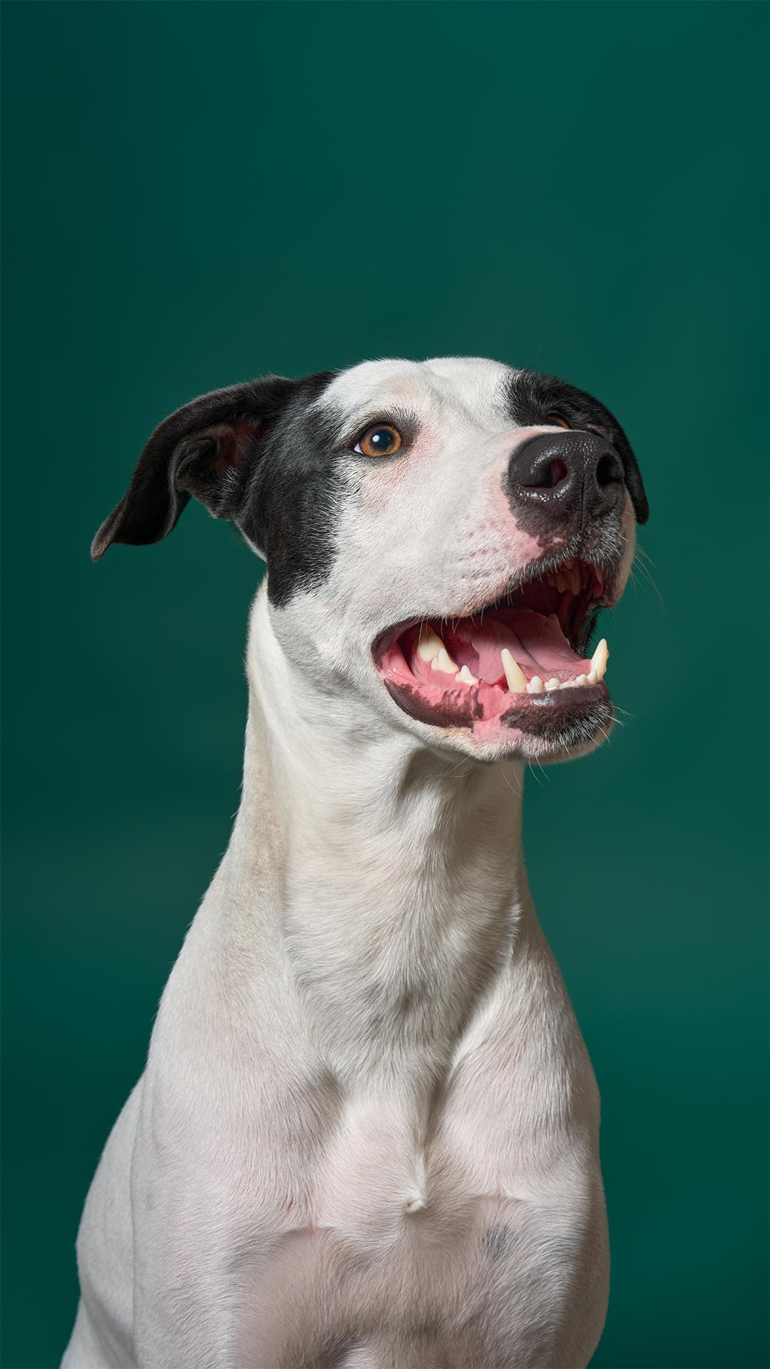 Jack, a Adoptable mixed breed in Burbank, CA image 4/6