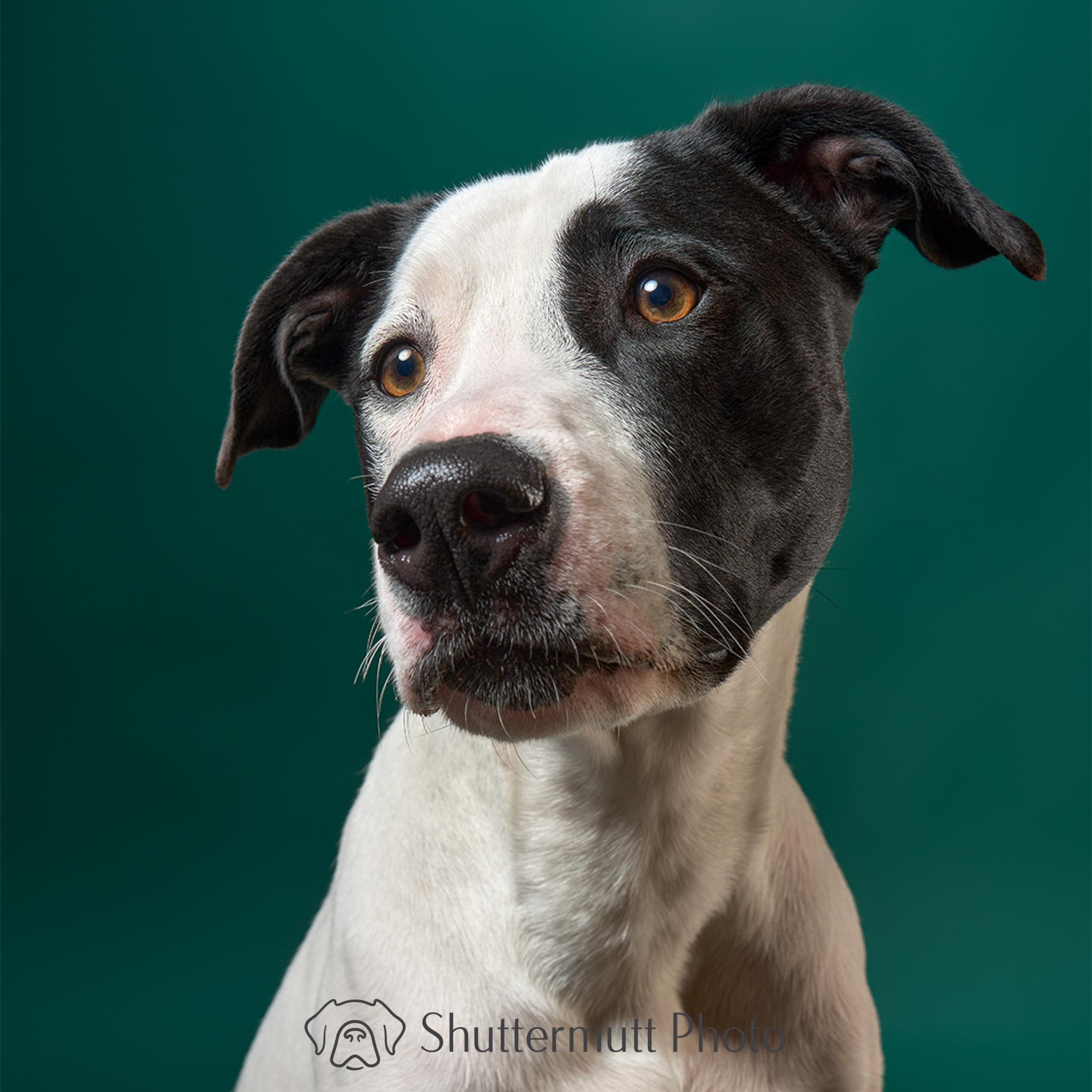 Jack, Adoptable, Adult Male Pit Bull Terrier & German Shepherd Dog.