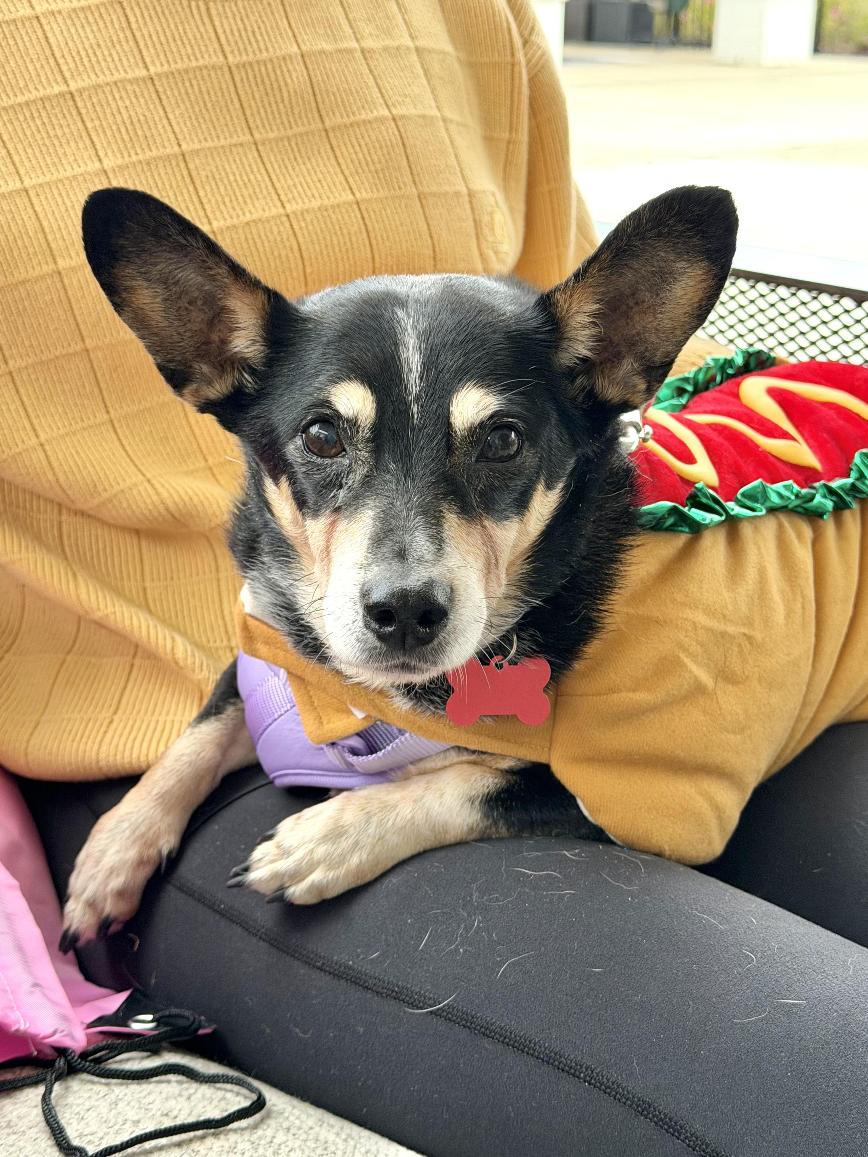 Enlarge Nellie - IN FOSTER HOME - AVAILABLE TO ADOPT, a Adoptable mixed breed in Clayton, NC image 1/6