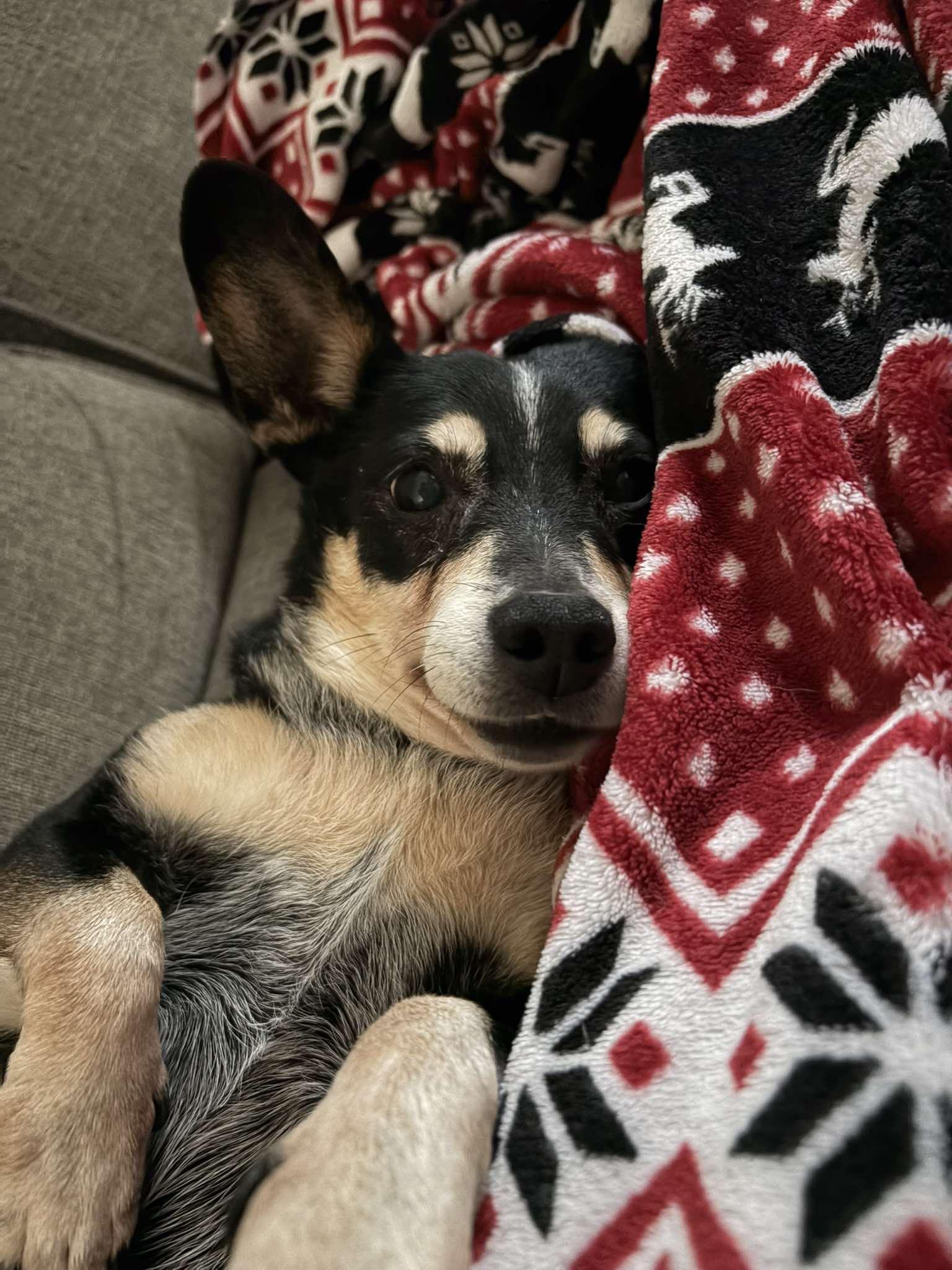 Enlarge Nellie - IN FOSTER HOME - AVAILABLE TO ADOPT, a Adoptable mixed breed in Clayton, NC image 5/6