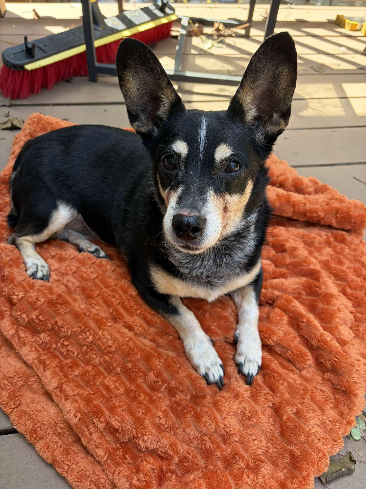 Enlarge Nellie - IN FOSTER HOME - AVAILABLE TO ADOPT, a Adoptable mixed breed in Clayton, NC image 3/6