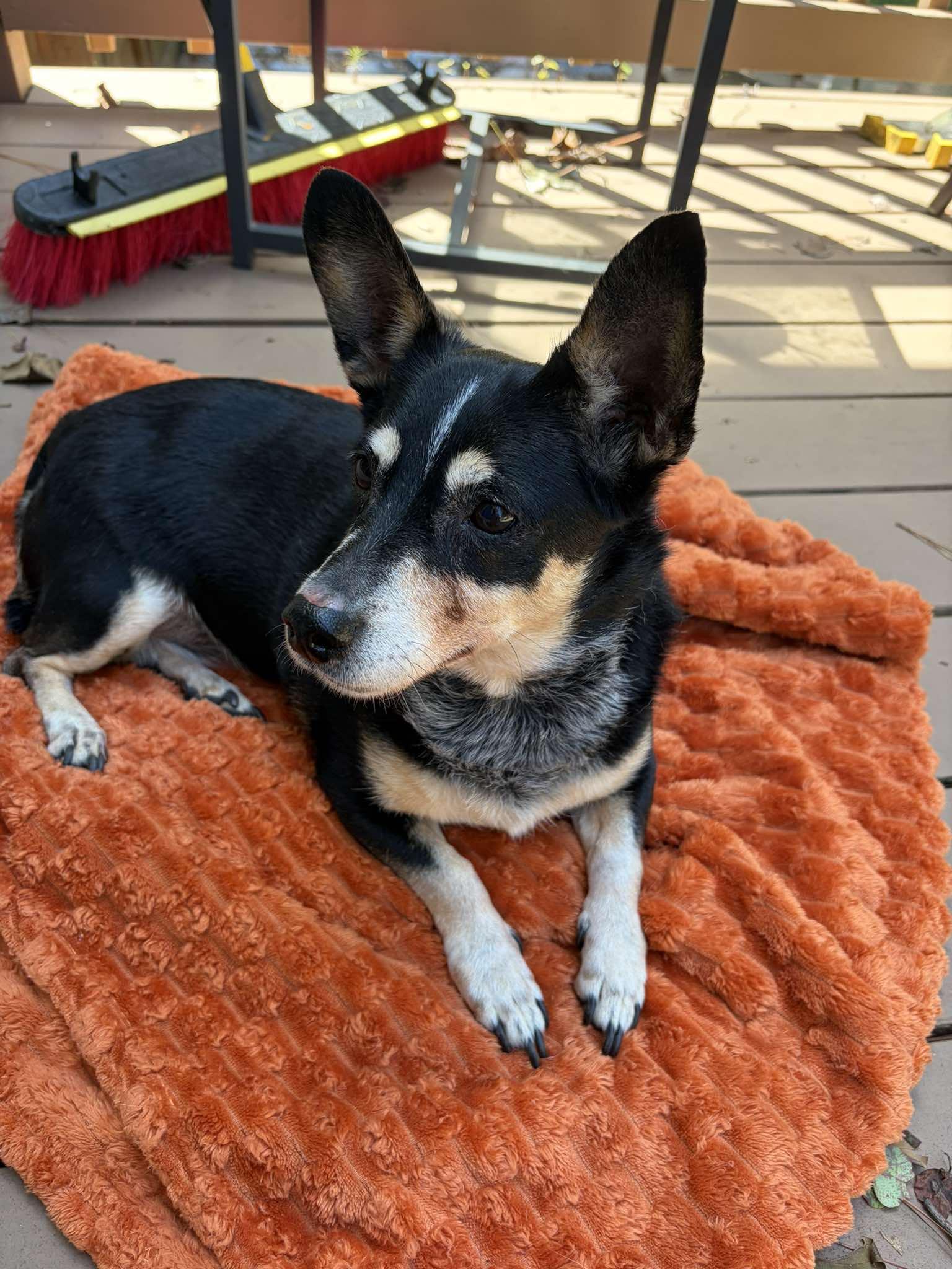 Enlarge Nellie - IN FOSTER HOME - AVAILABLE TO ADOPT, a Adoptable mixed breed in Clayton, NC image 4/6