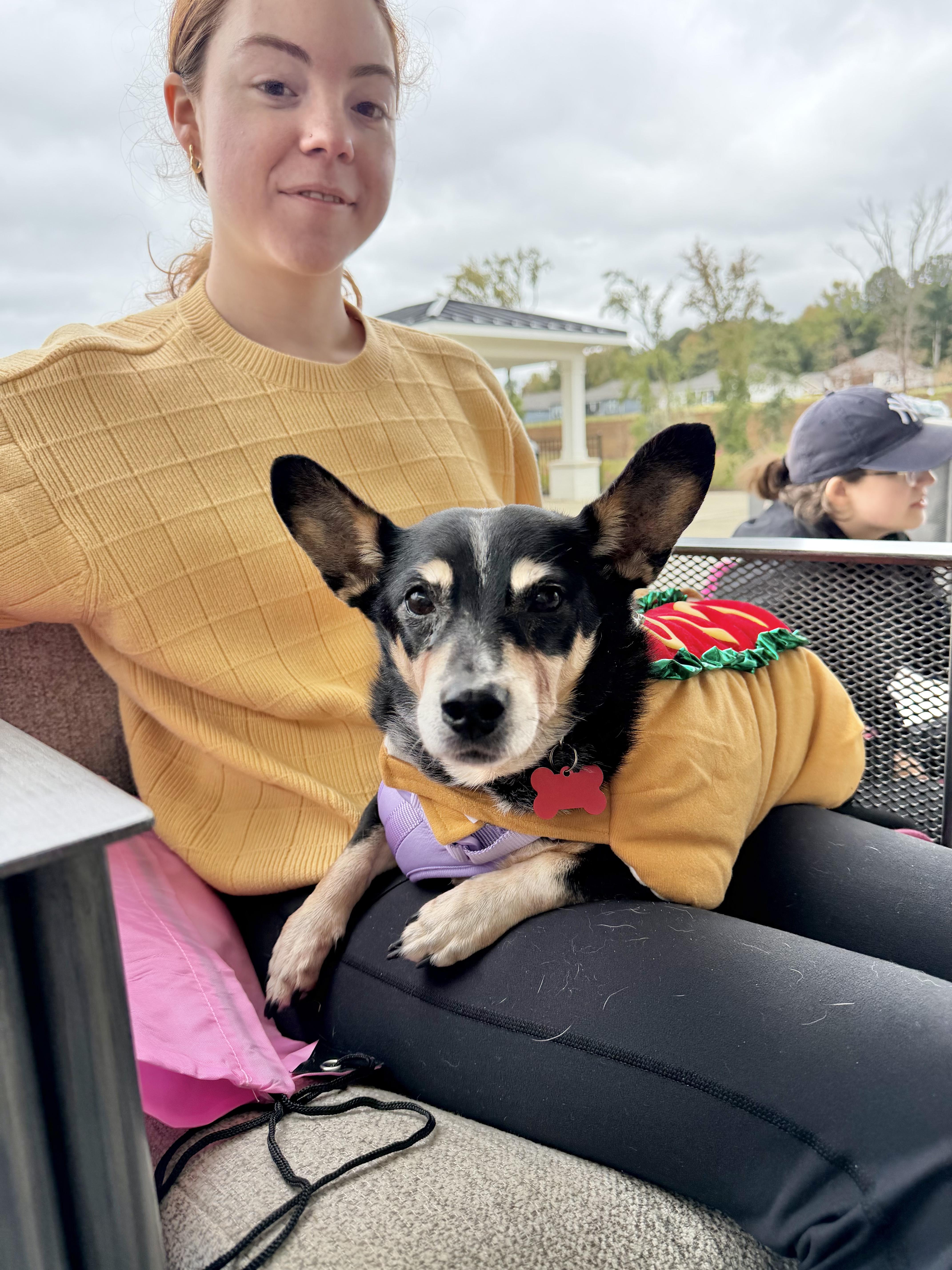 Enlarge Nellie - IN FOSTER HOME - AVAILABLE TO ADOPT, a Adoptable mixed breed in Clayton, NC image 2/6