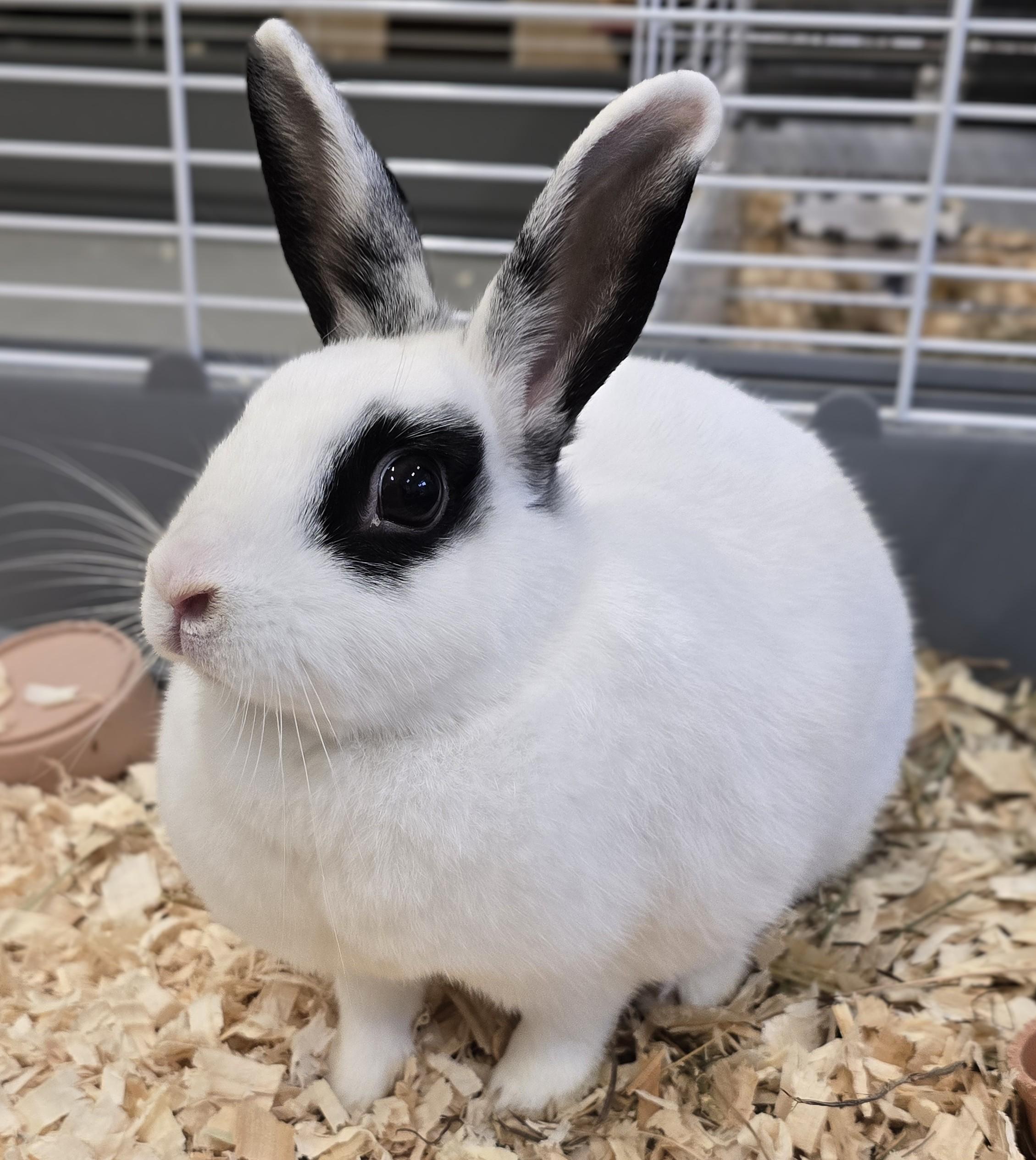 Enlarge -158 Diva, a Adoptable American in Amityville, NY image 2/5