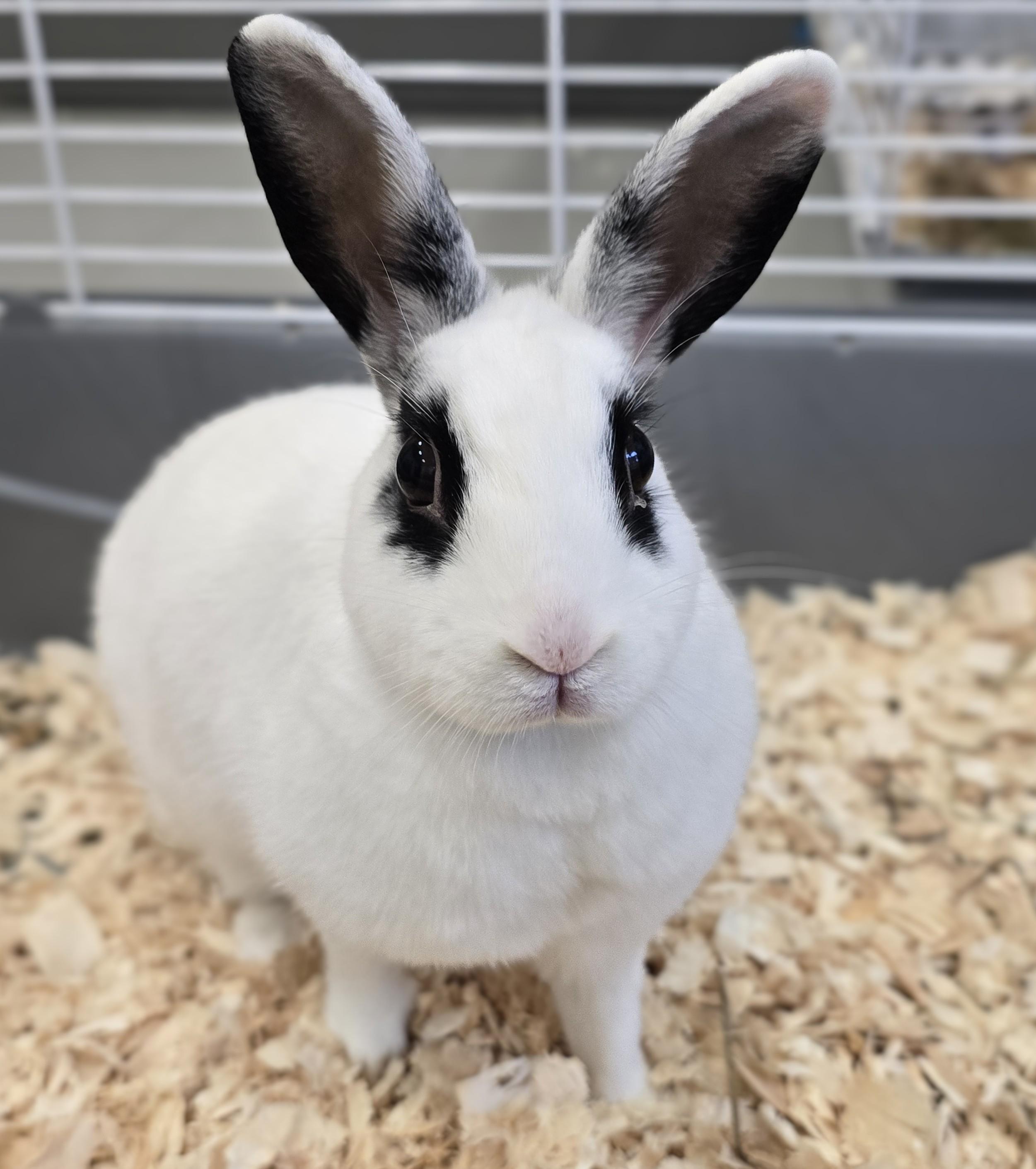 Enlarge -158 Diva, a Adoptable American in Amityville, NY image 1/5