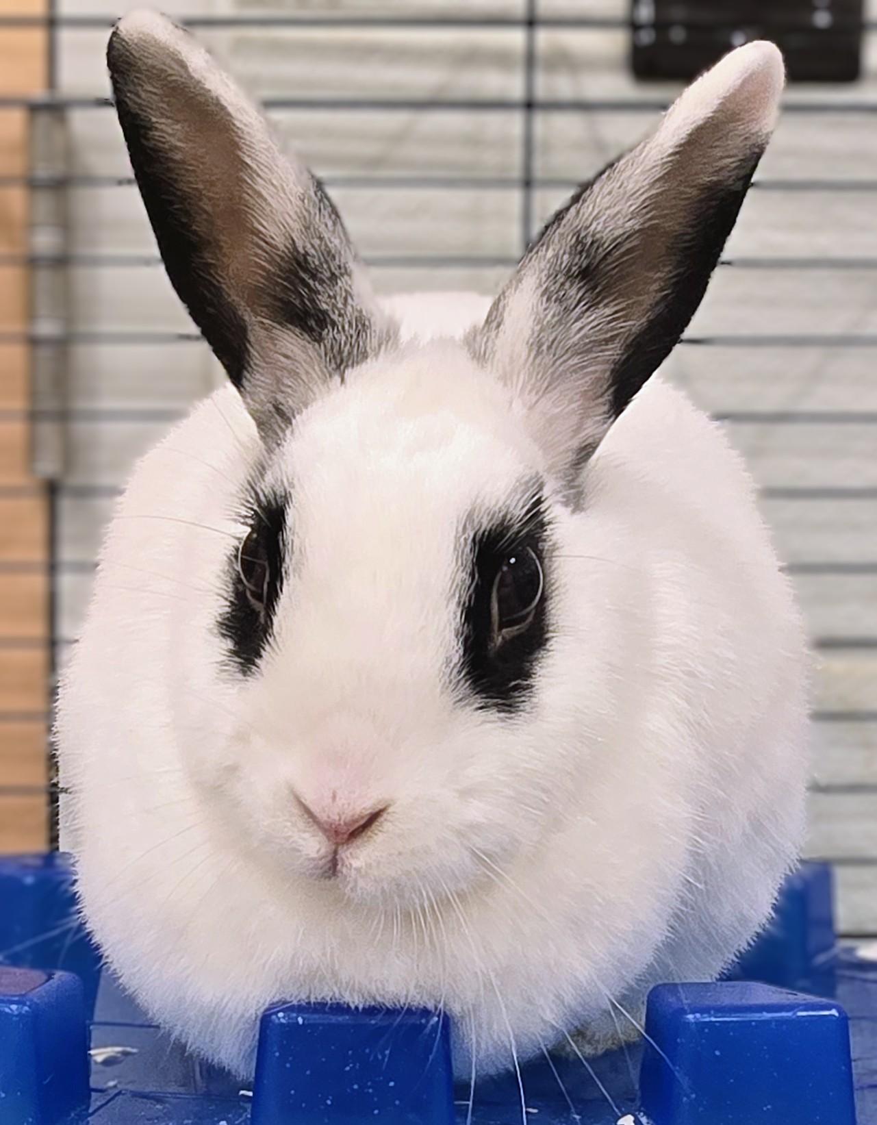 Enlarge -158 Diva, a Adoptable American in Amityville, NY image 5/5
