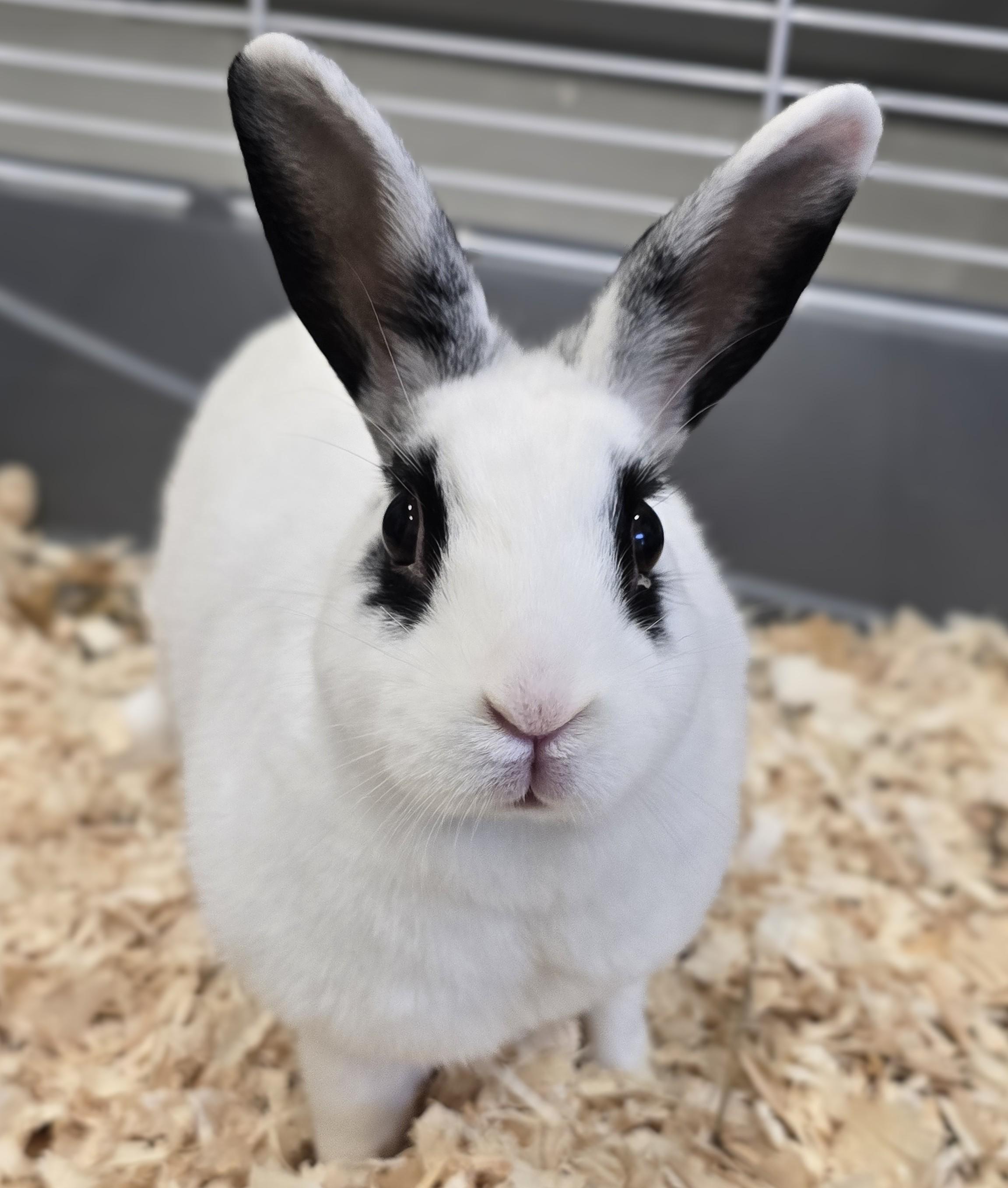 Enlarge -158 Diva, a Adoptable American in Amityville, NY image 3/5
