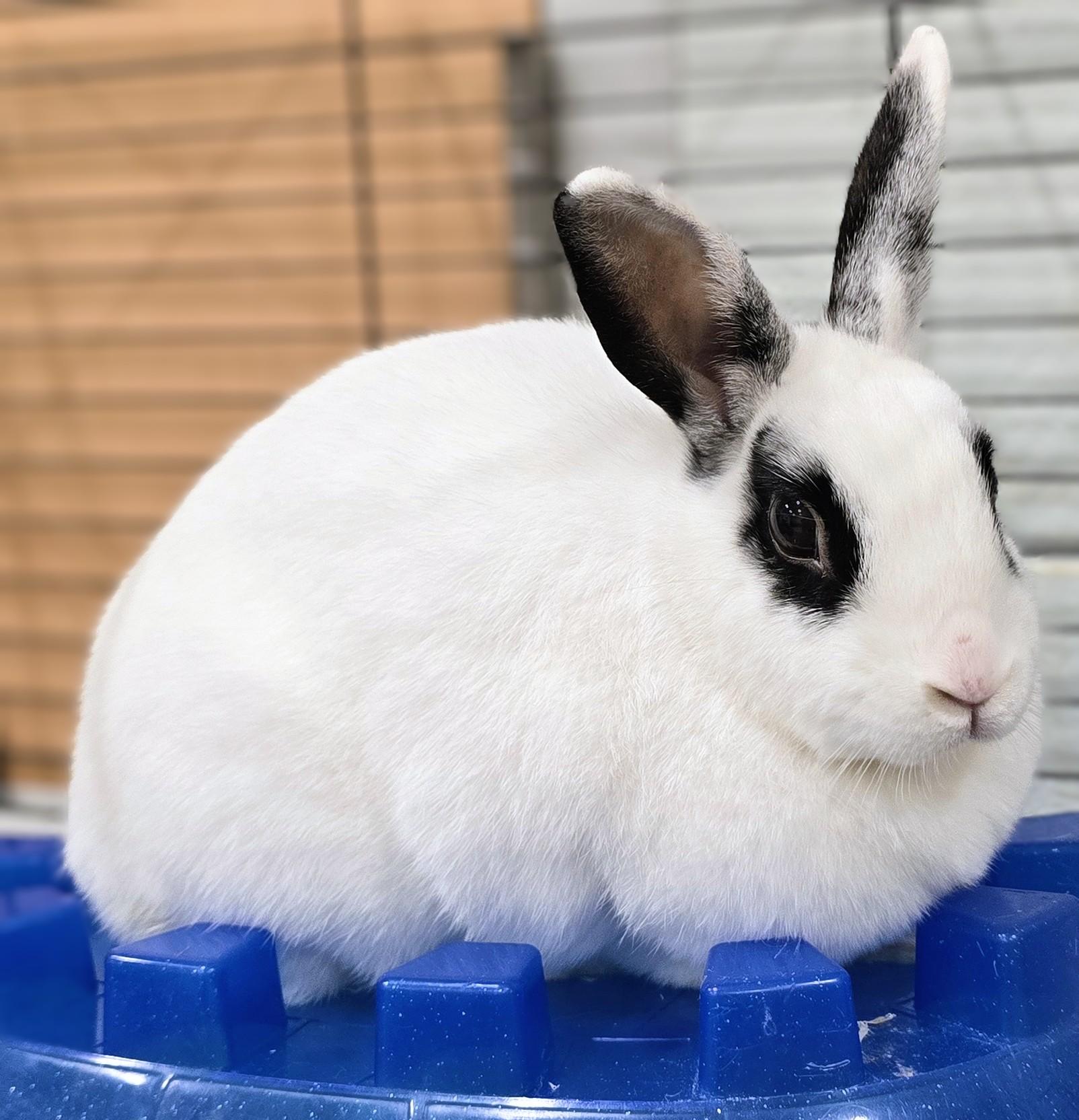 Enlarge -158 Diva, a Adoptable American in Amityville, NY image 4/5