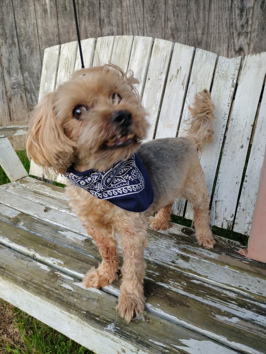 Enlarge Hoey(12yo, 15lbs), a Adopted Yorkshire Terrier in Hinton, WV image 1/1