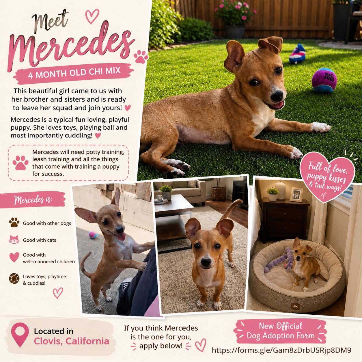 Mercedes, ADOPTABLE, Young Female Chihuahua.