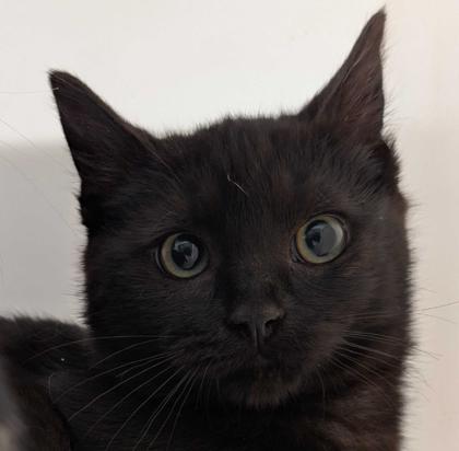 Cordato FC, Adoptable, Kitten Male Domestic Short Hair & Domestic Short Hair.