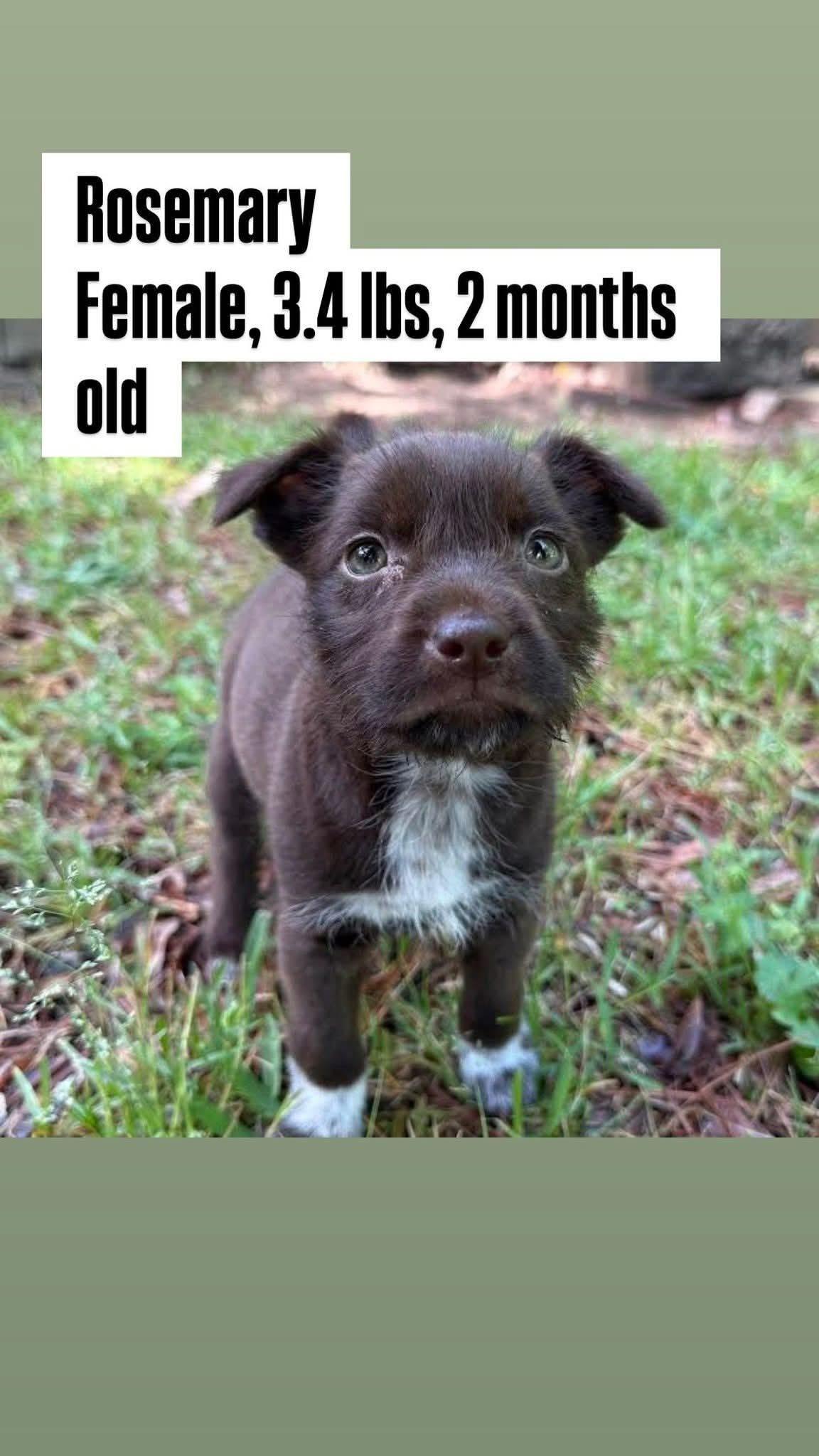 Enlarge Rya (was Rosemary), an adopted Mixed Breed in Watertown, WI image 1/1