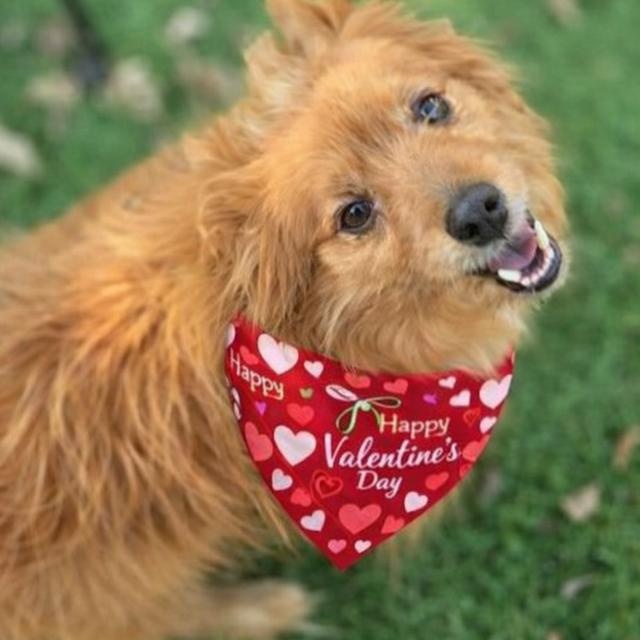 Enlarge Foxy, a Adoptable mixed breed in Palm Harbor, FL image 1/6