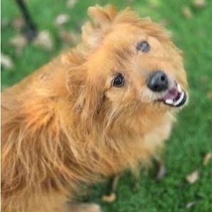 Foxy, Adoptable, Senior Male Pomeranian & Dachshund.