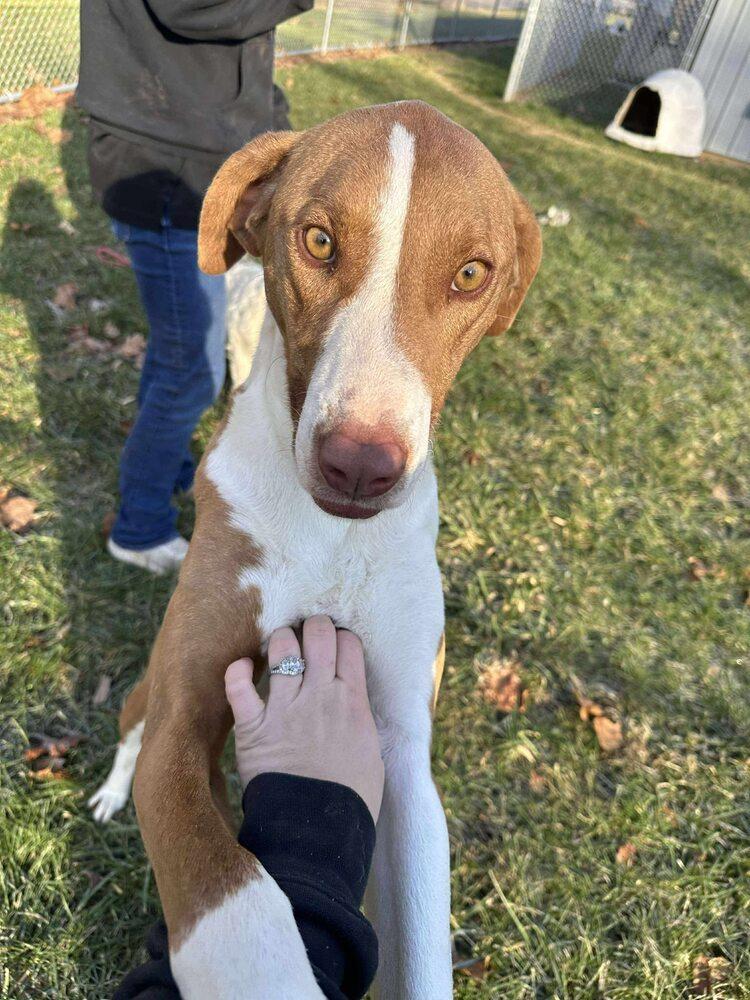 Boss, Adoptable, Adult Male Mixed Breed & Hound.