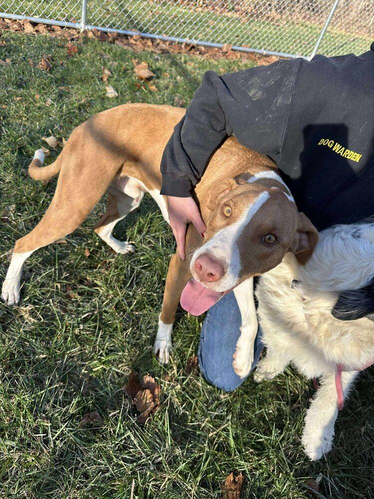 Enlarge Boss, a Adoptable mixed breed in Hillsboro, OH image 2/2